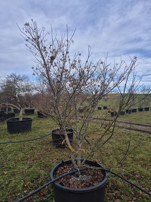Acer pal. 'Kogane Nishiki', D 80