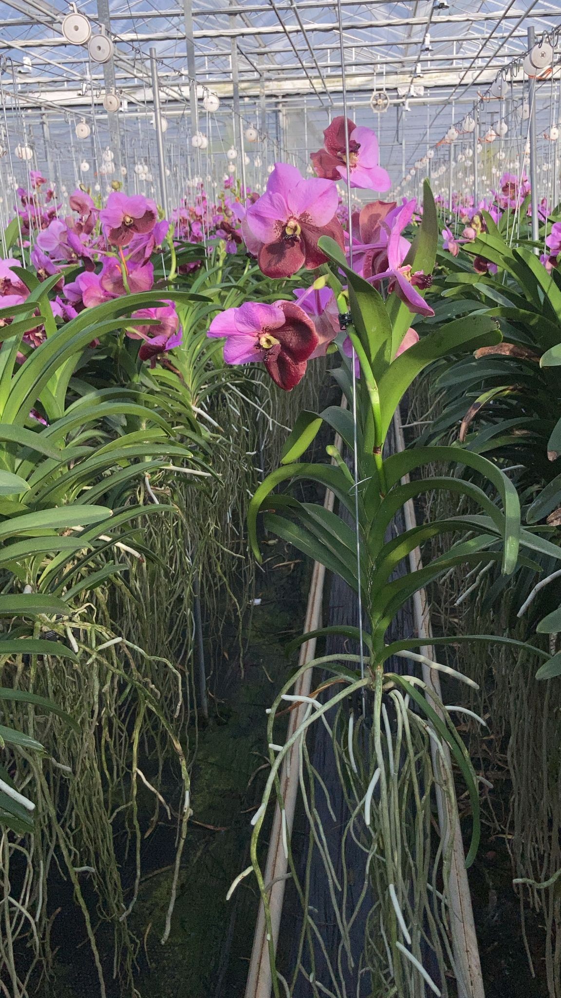 Vanda Pink Marroon Large, D 15 cm