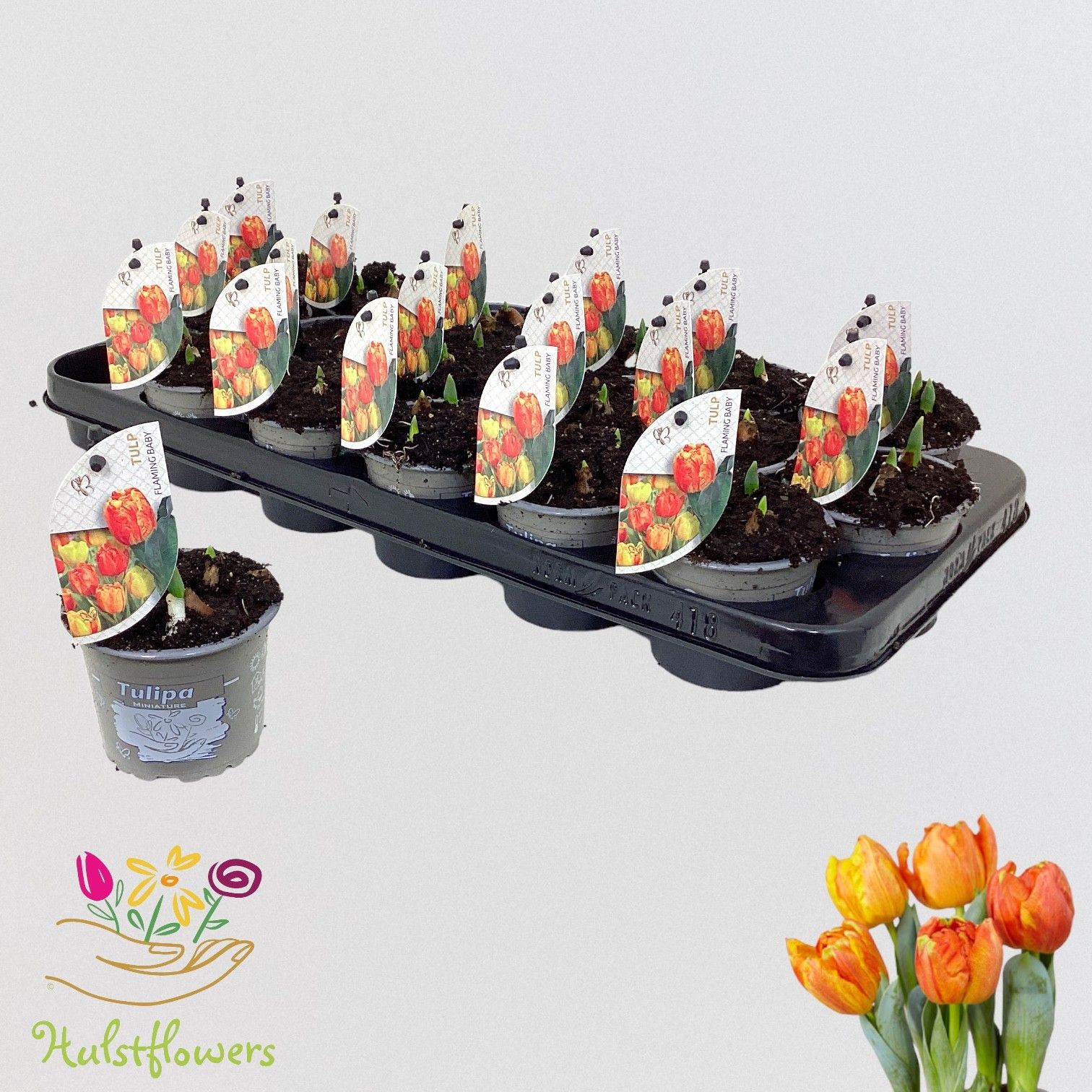 Tulipa 'Flaming Baby' p9, D 9