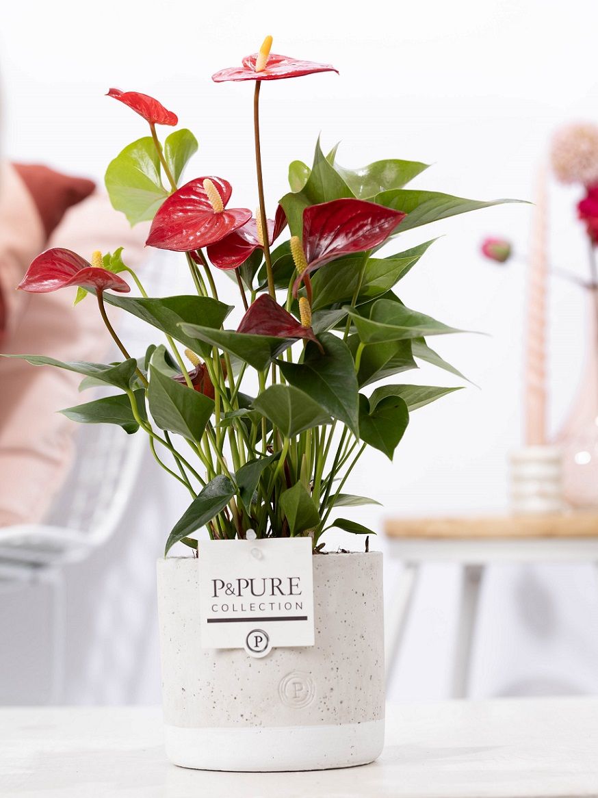 Anthurium red (Micra) in P&PURE Jade ceramics, D 12