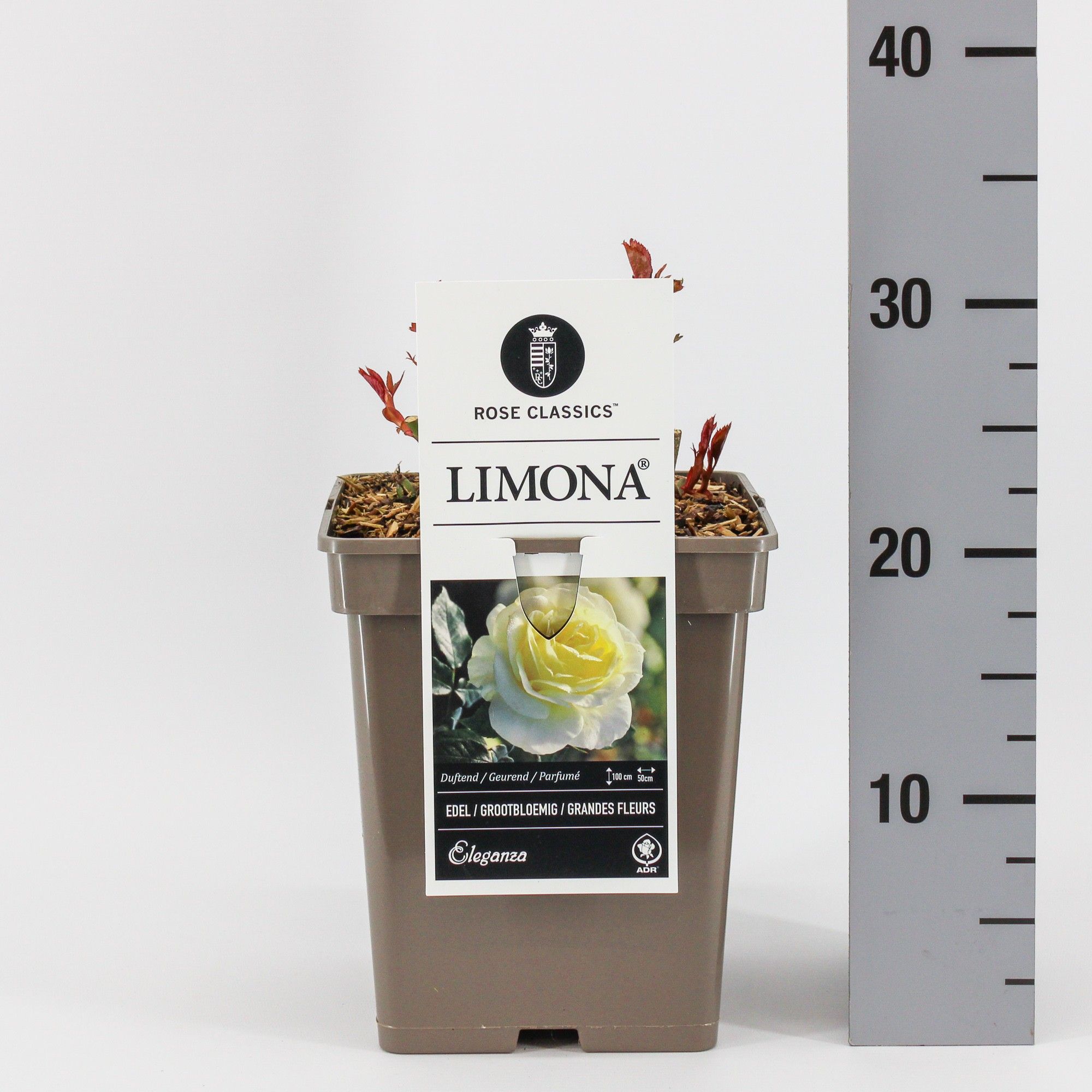 Rosa (TH) Limona ®, C5, D 23