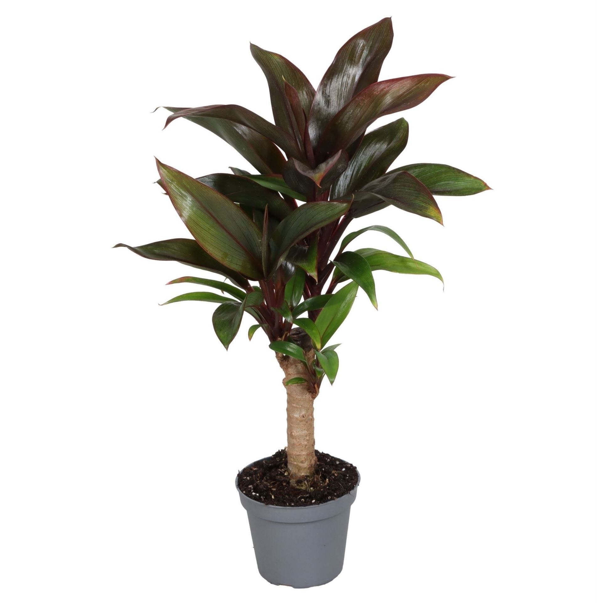 Cordyline Fruticosa Purple Compacta, D 6