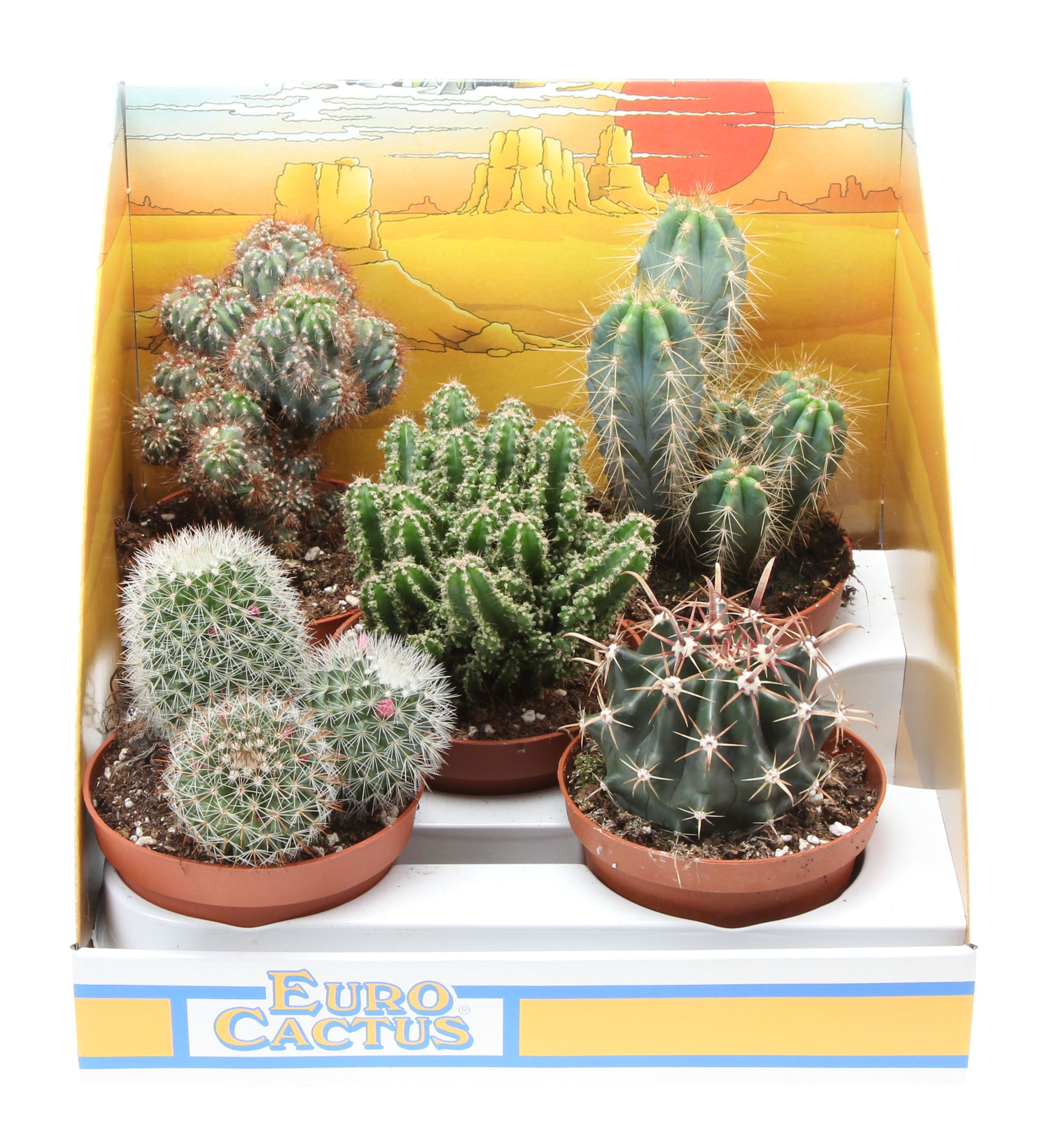 Cactus mix in showdoos, D 10,5