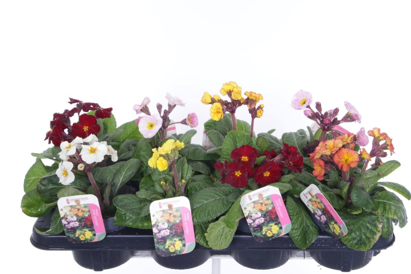 Primula elatior Gold Nugget mix, D 13