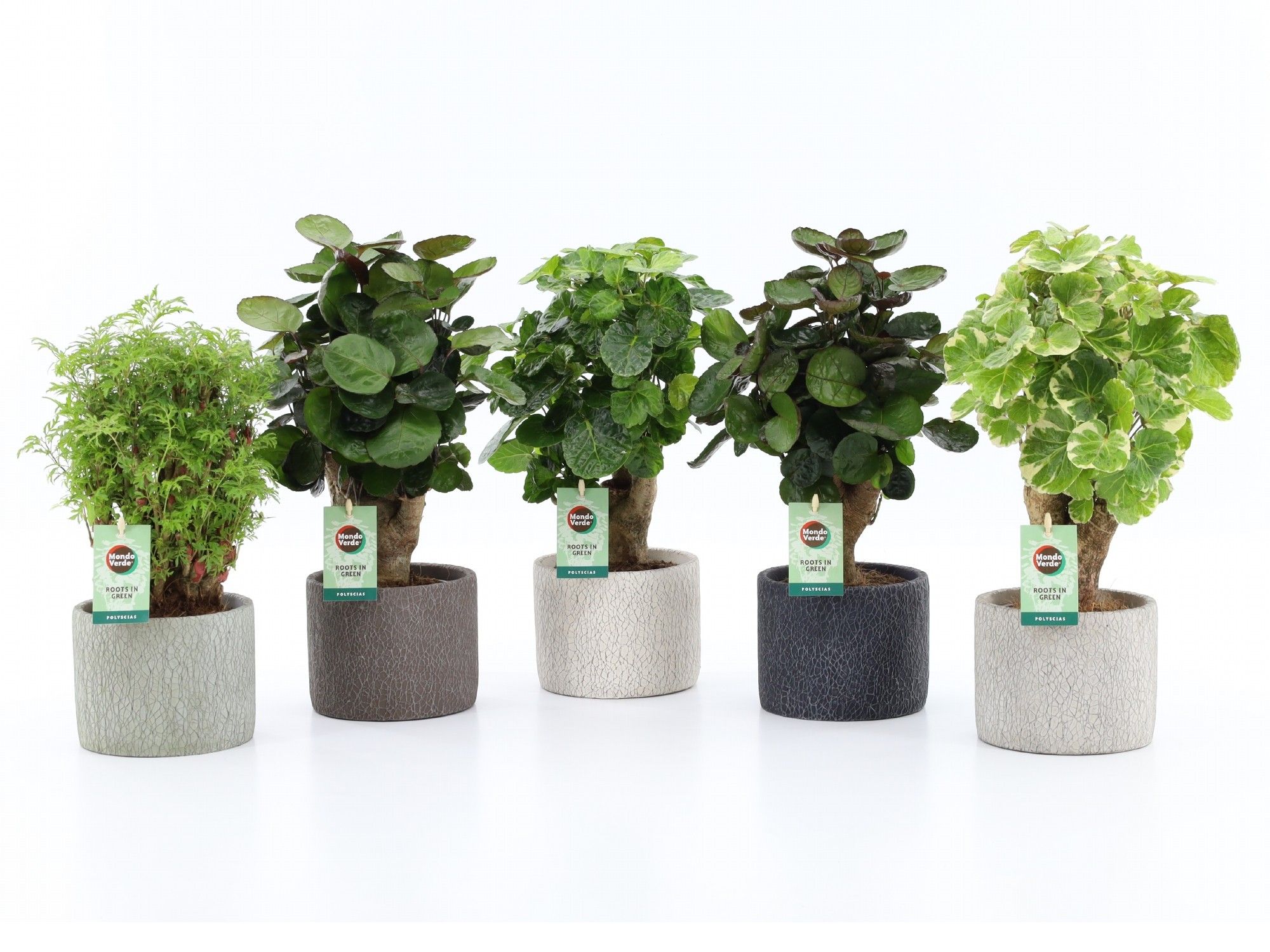 Polyscias Mix 12cm in Classic-Stone, D 14