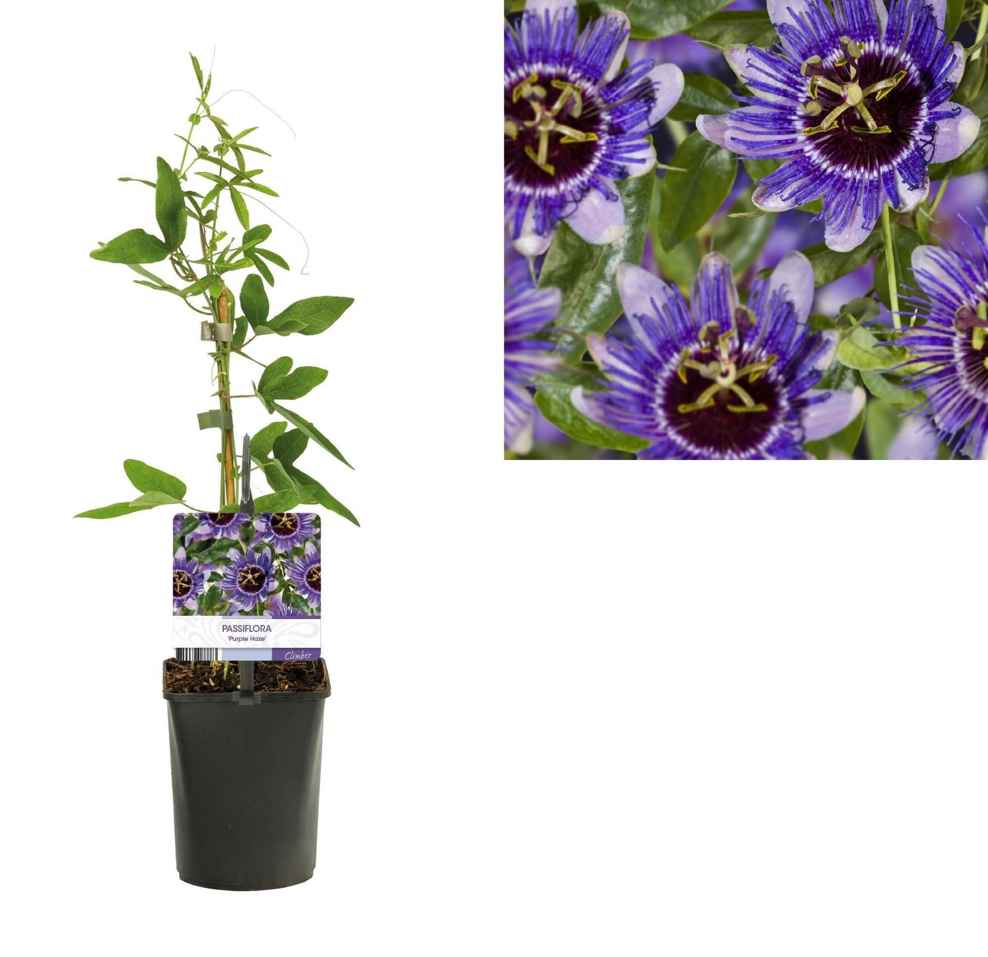 Passiflora 'Purple Haze' +light label, D 11