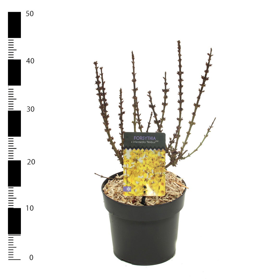 Forsythia x intermedia 'Nimbus', D 17