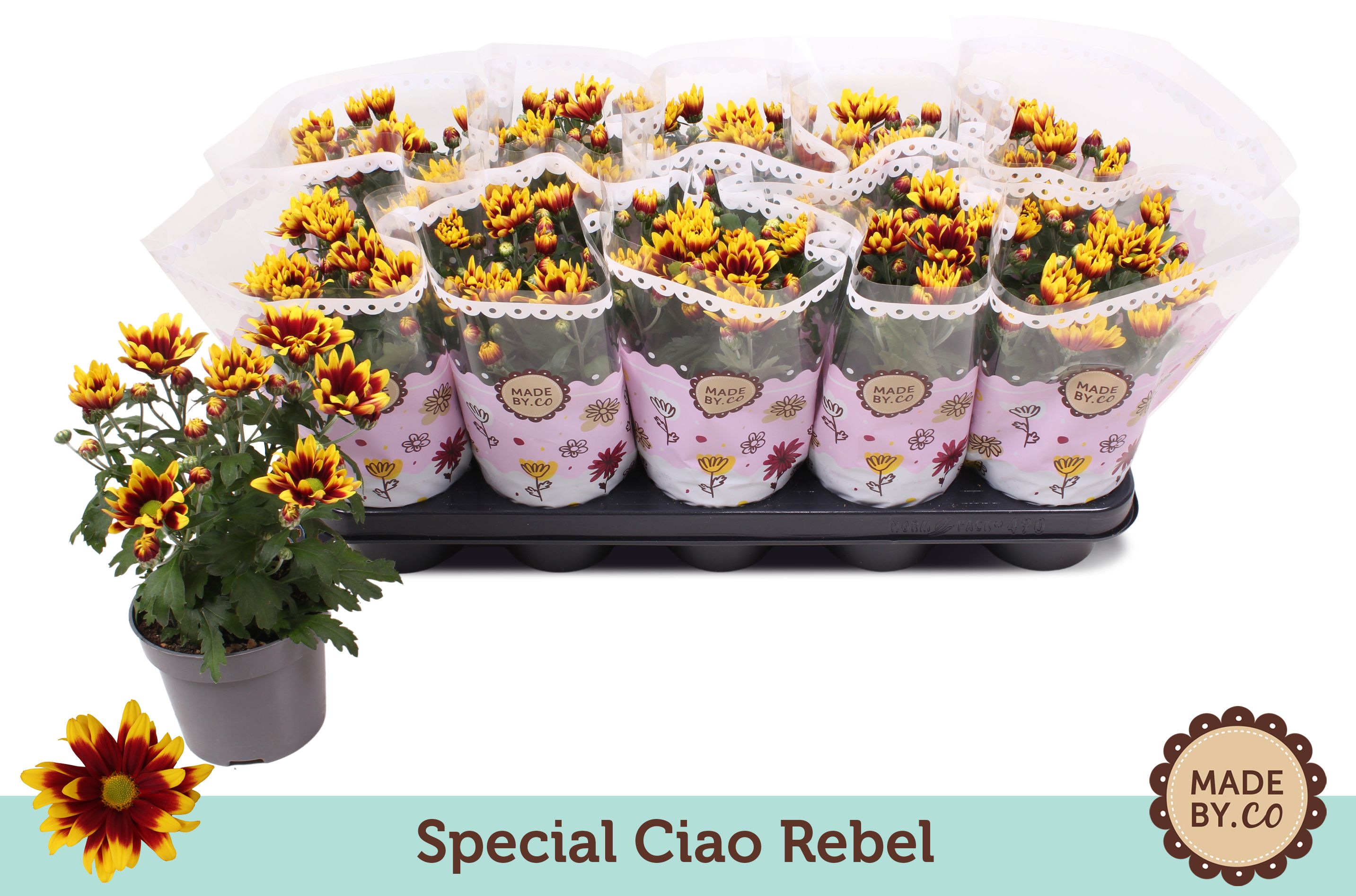 Chrysant Special Splendid (Ciao Rebel), D 12