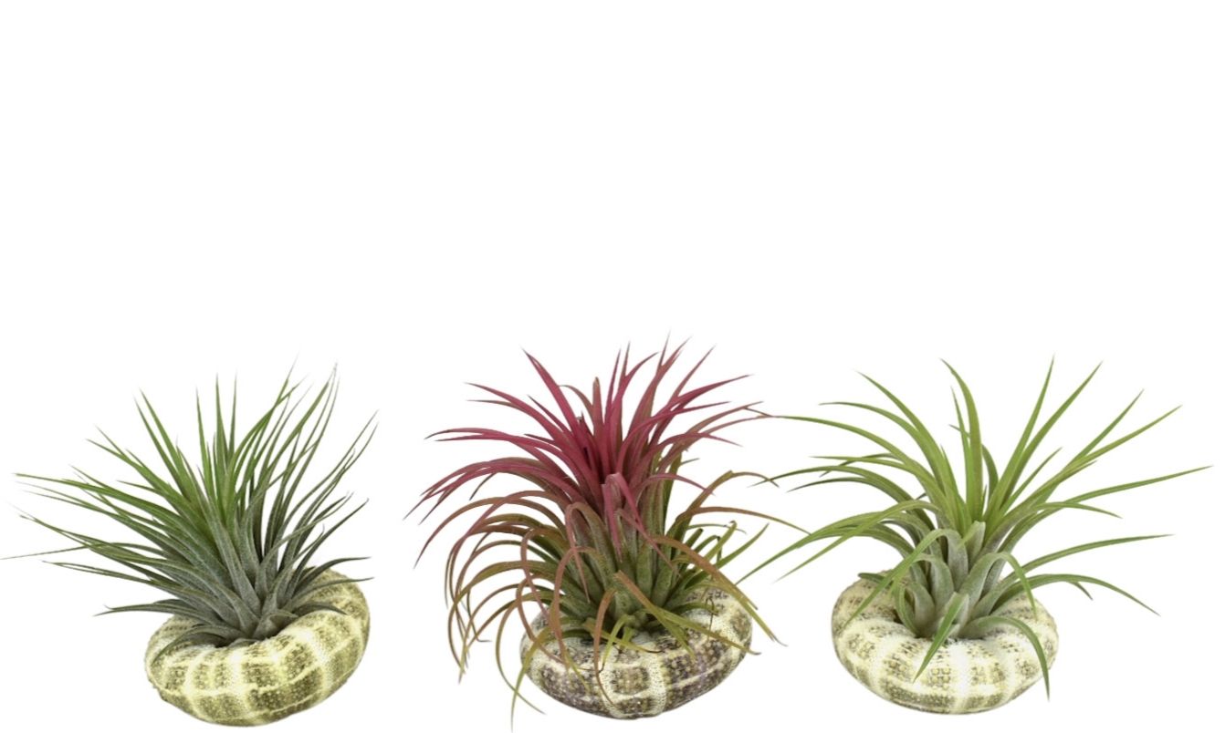 Tillandsia schelp standaard ionantha, D 8