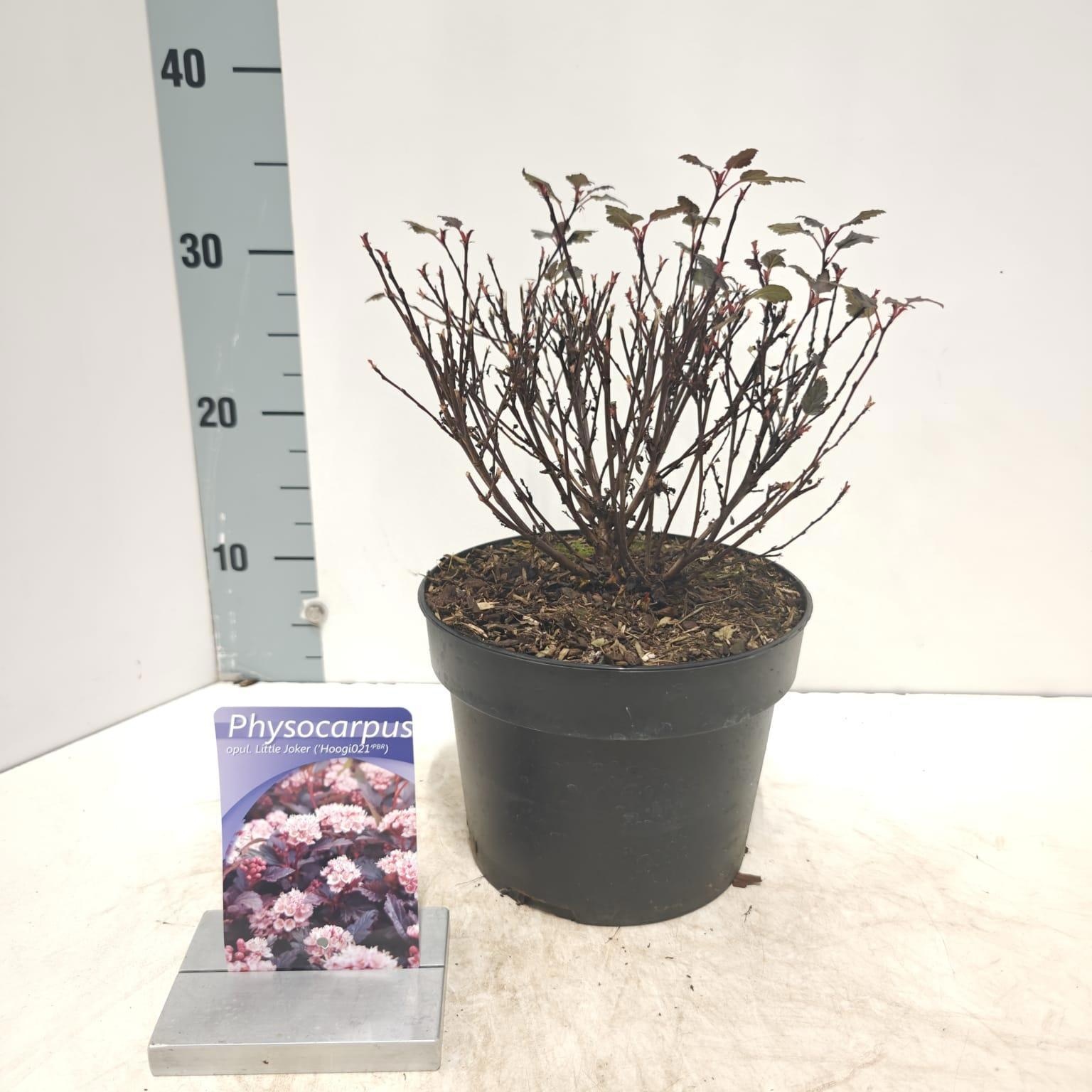 Physocarpus opulifolius Little Joker ('Hoogi021'PBR), D 19