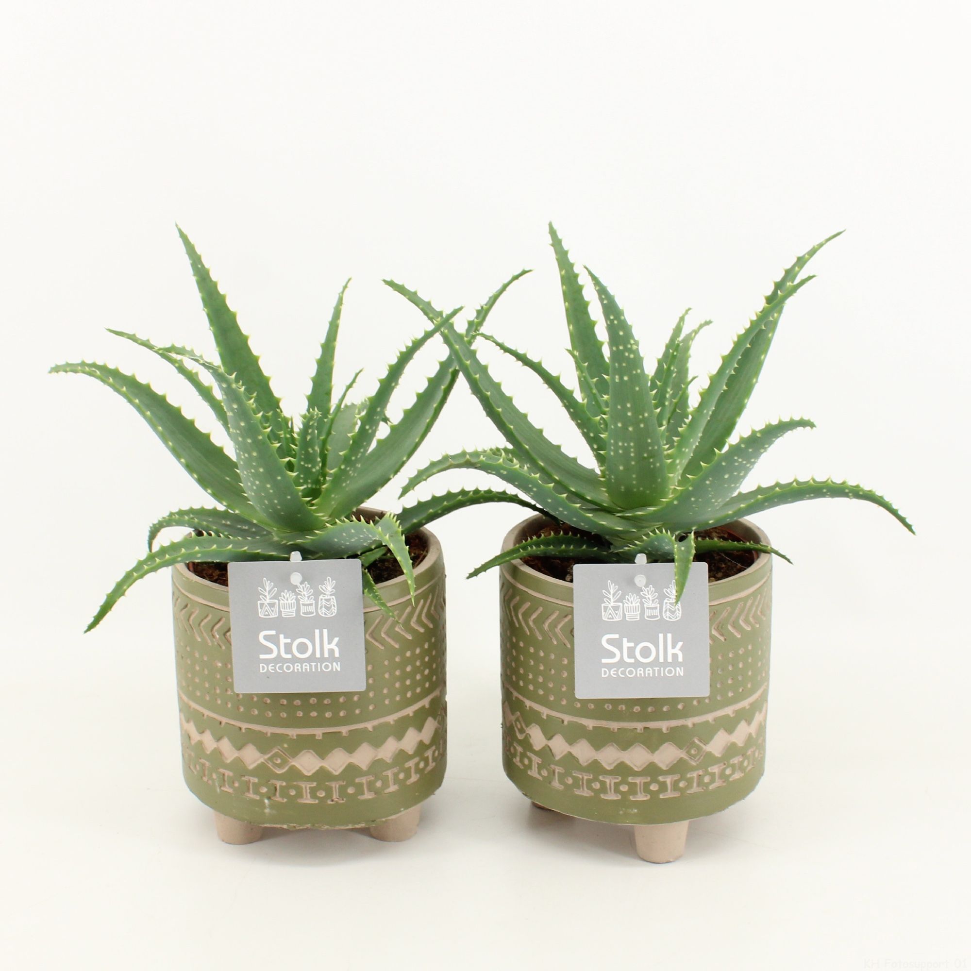 Aloe Arborescens in Maya Green pot, D 13
