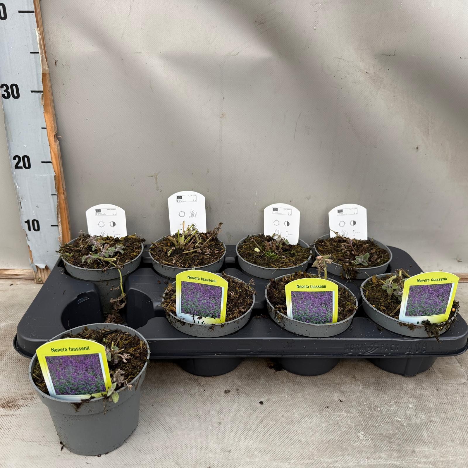 Nepeta Faassennii, D 12