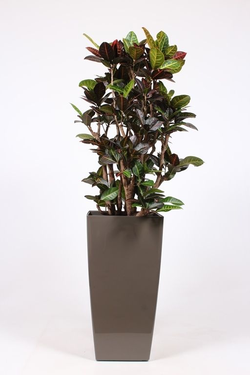 Codiaeum Petra (Croton) in Piza pot "taupe", D 40