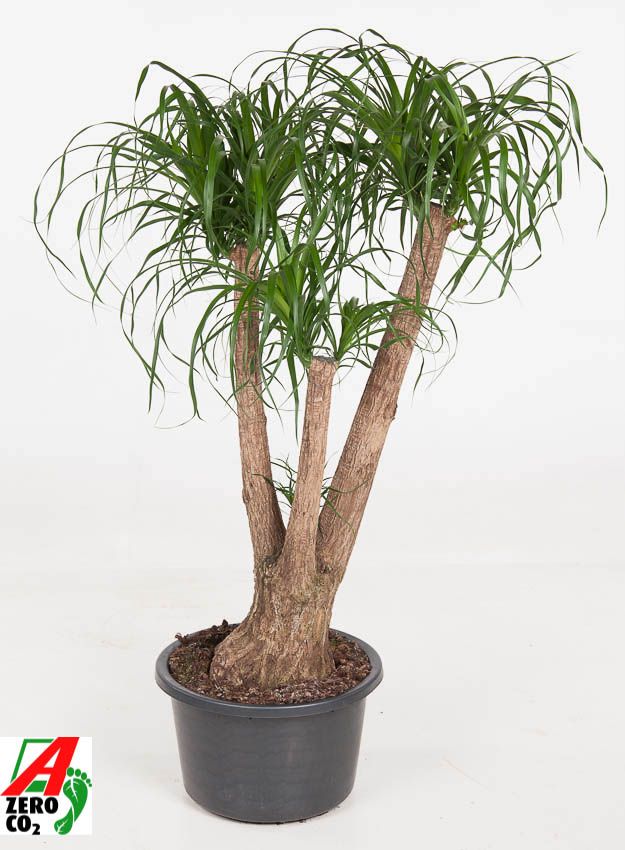 Beaucarnea vertakt P41 - 3ft, D 41