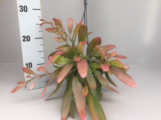 Rhipsalis red coral, D 14