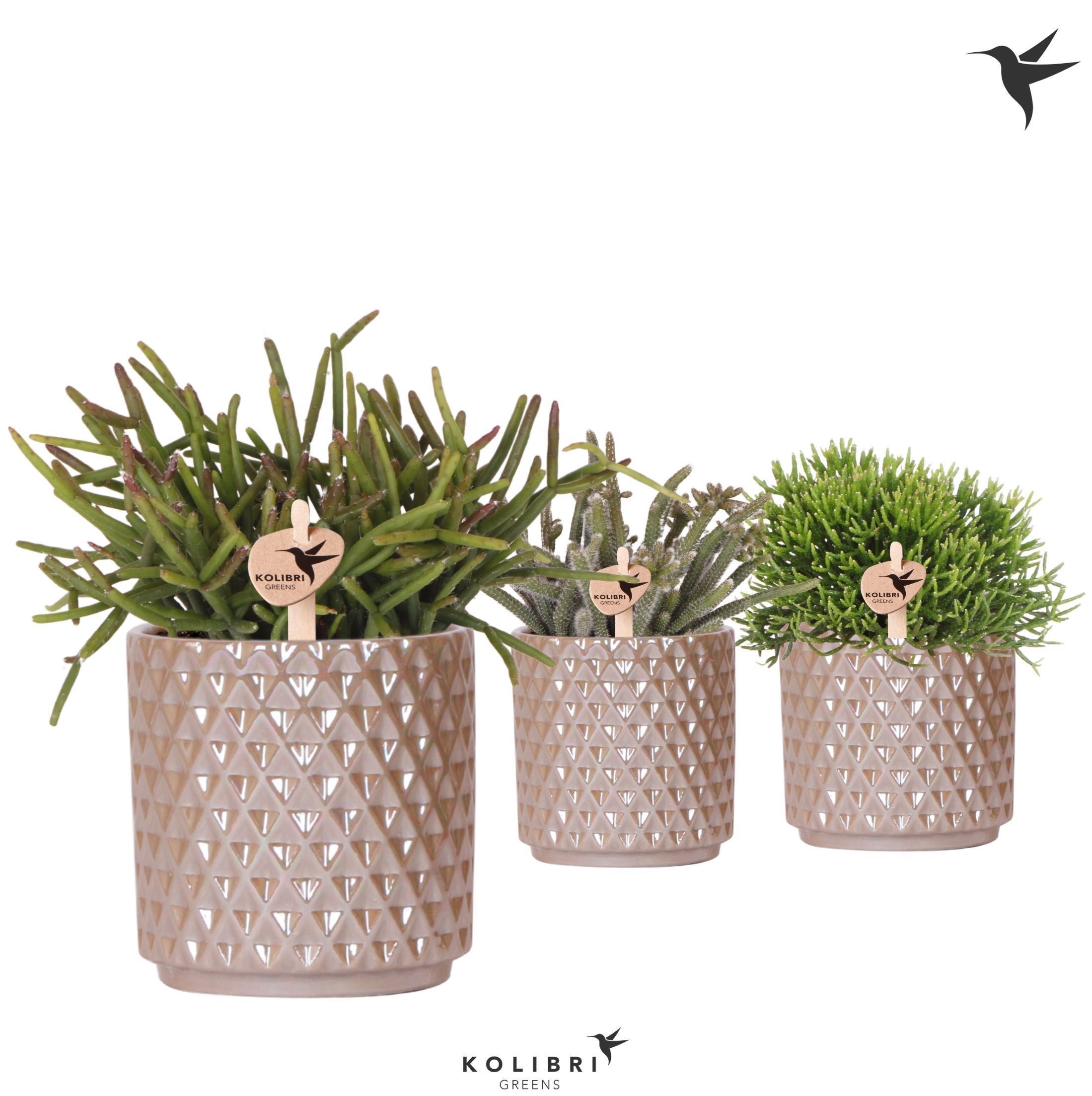 Kolibri Greens Rhipsalis mix in Diamond Pearl pot sand, D 9