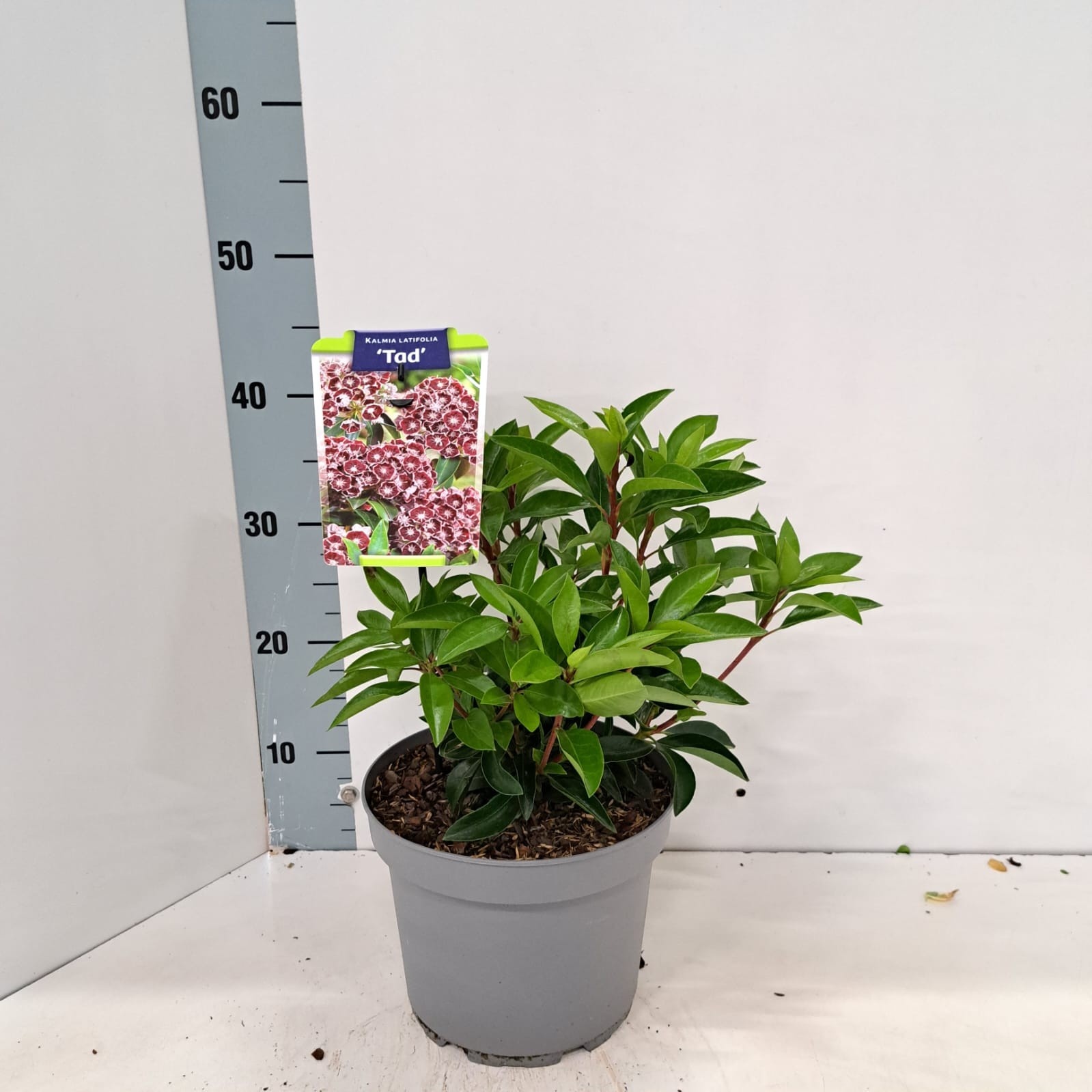 Kalmia lat. 'Tad', D 21