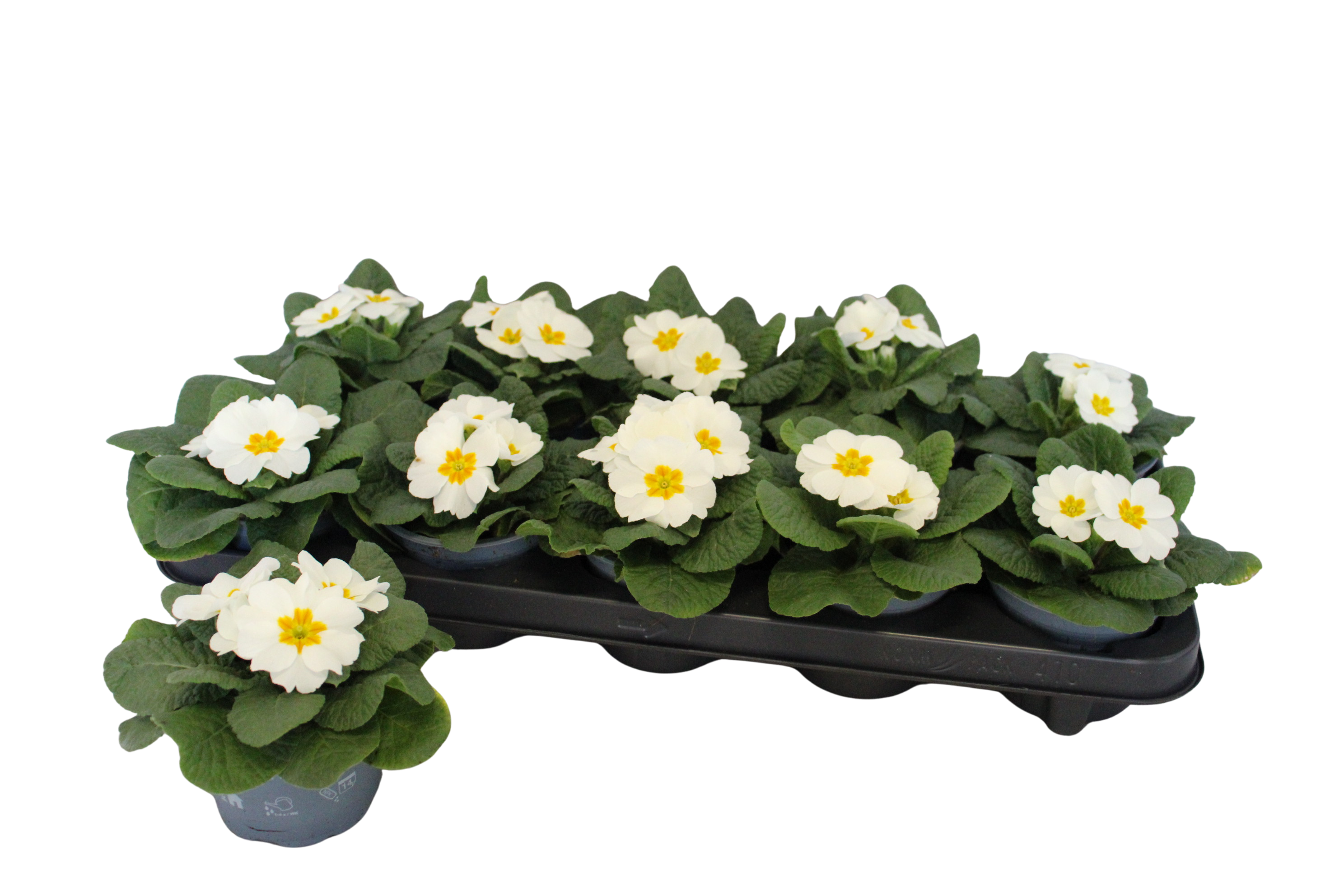 Primula acaulis White 10,5 cm, D 10