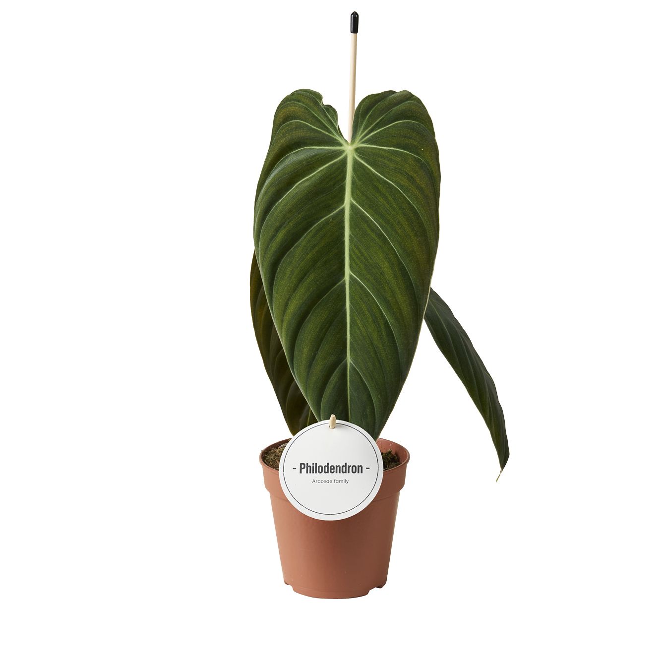 Philodendron Melanochrysum, D 12