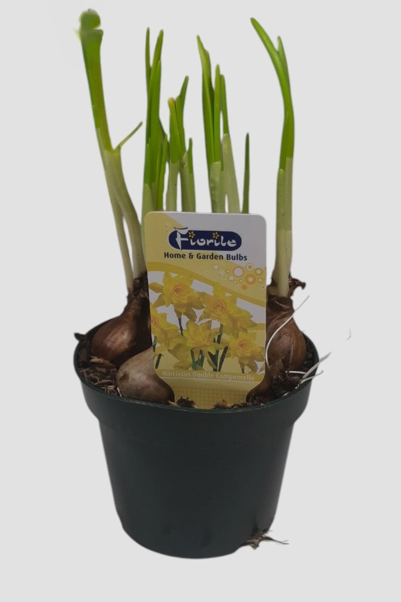 Narcis Double Campernelle, outdoor, D 12