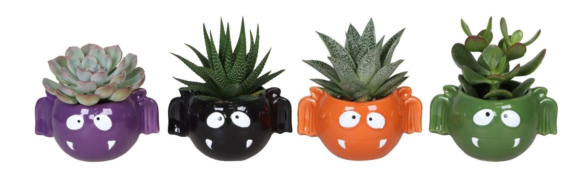 L 66525 w. Succulent Mix, D 6