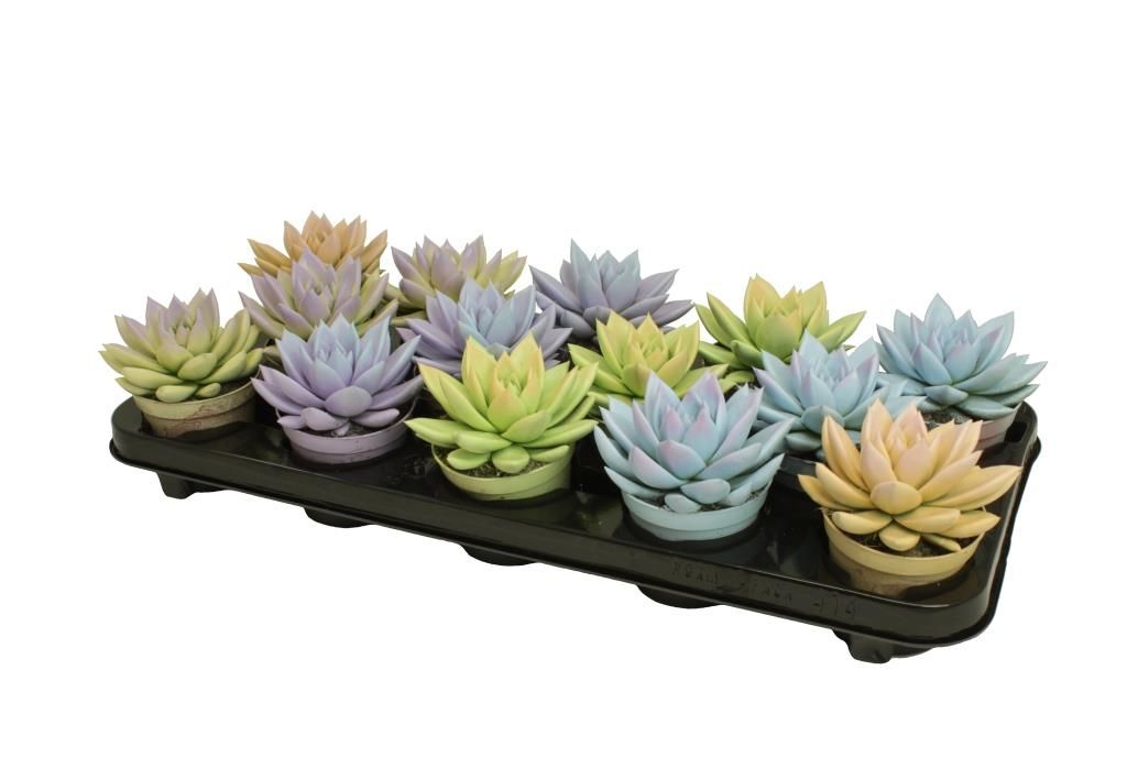 Miranda bicoloured pastel mix, D 8,5