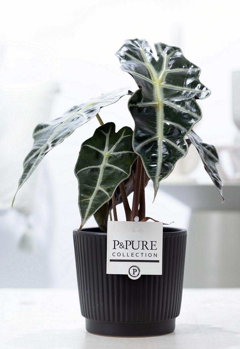 Alocasia Polly in P&PURE Liv ceramics matt balck, D 12