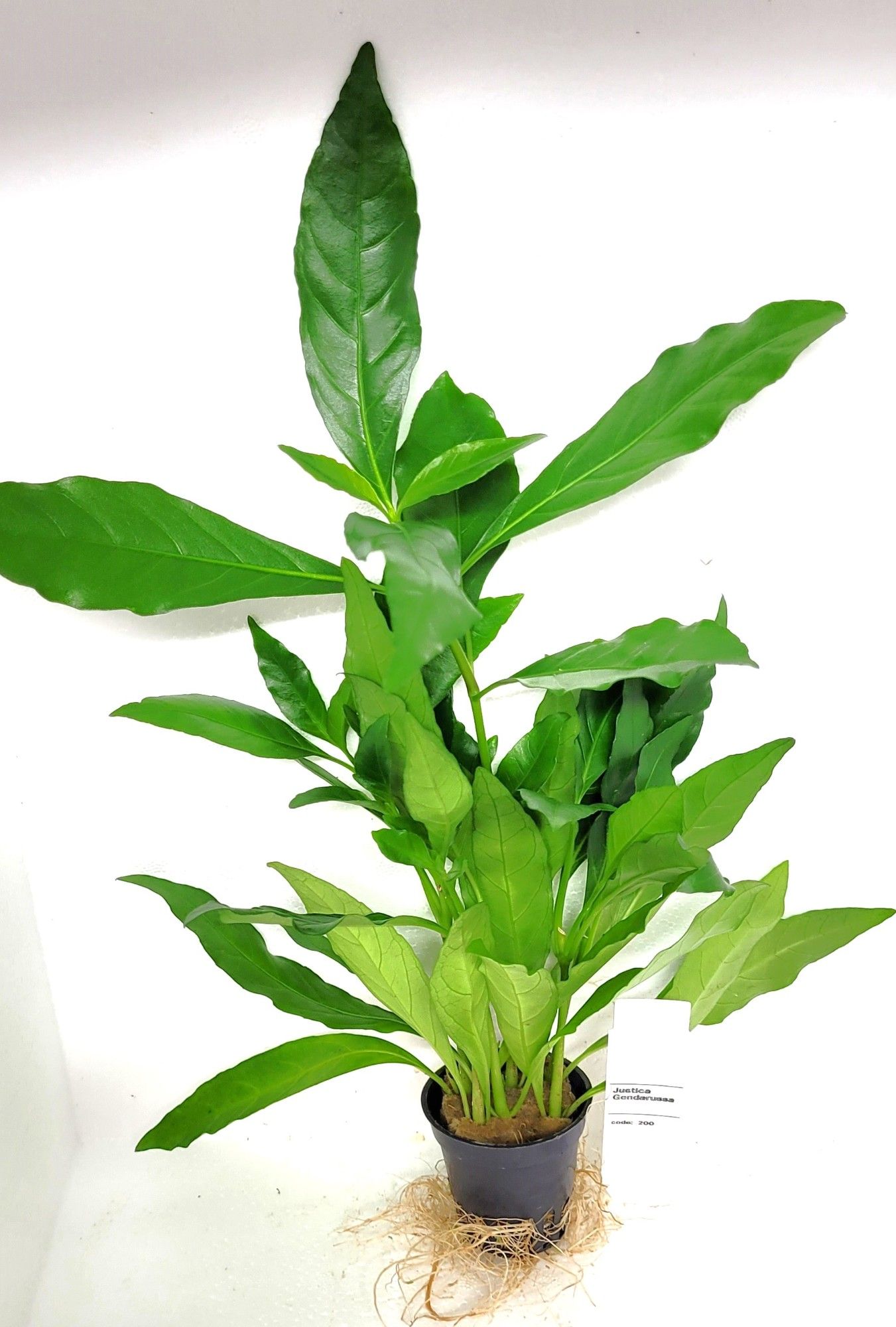 Justica gendarus, D 5