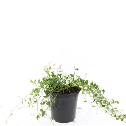 Vinca minor 'Gertrude Jekyll', D 14