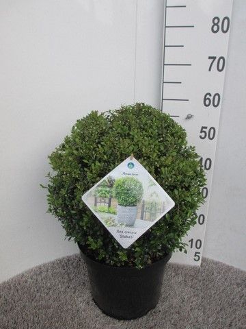Ilex crenata Stokes 35 cm bol P30, D 30