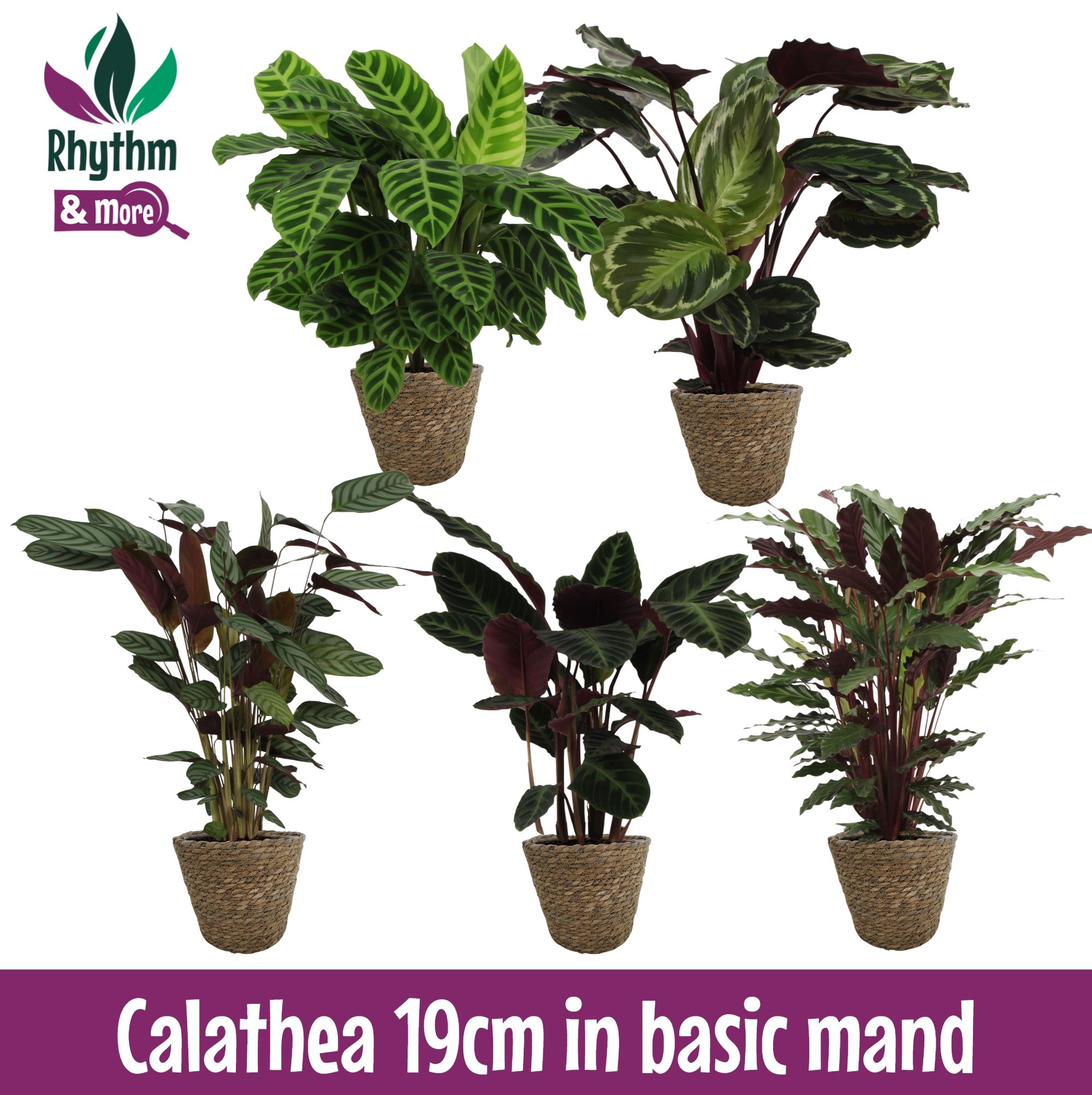 Calathea gemengd in 19cm Mand Basic - Rhythm & More, D 19