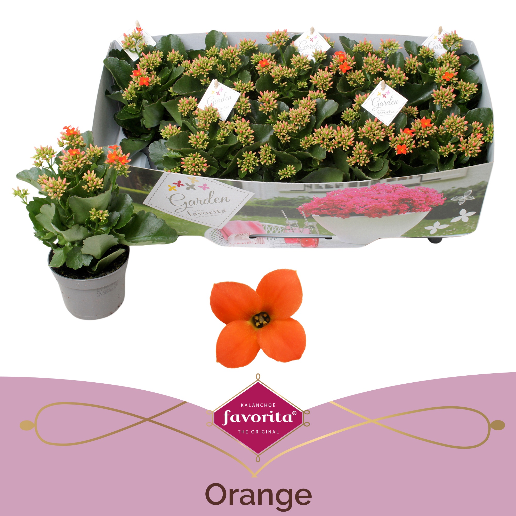 Kalanchoe garden favorita orange, D 10,5