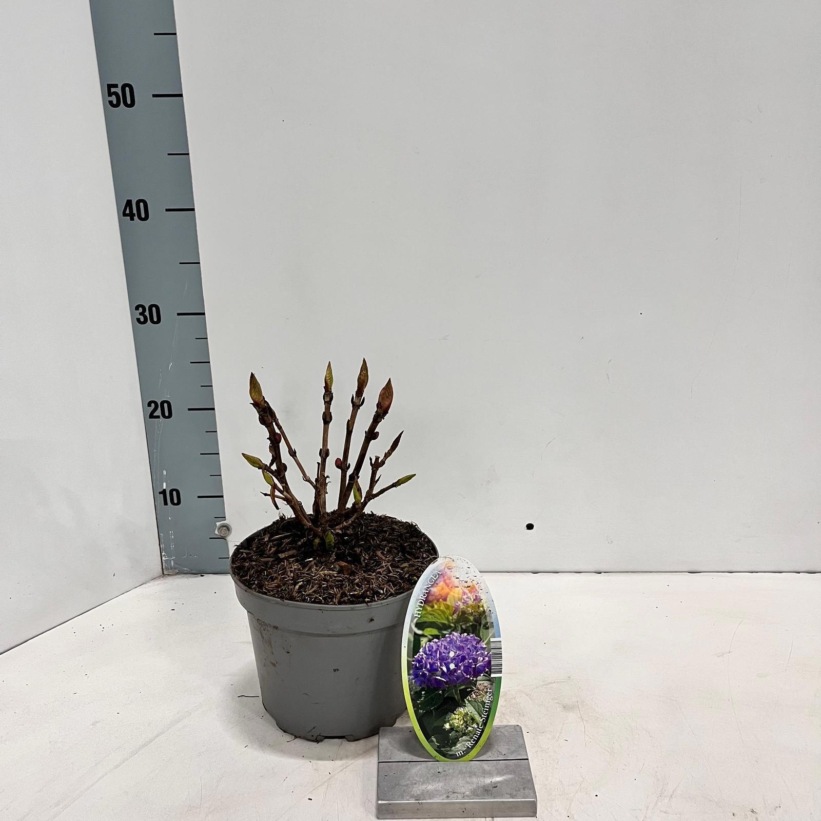 Hydrangea macr. 'Renate Steiniger', D 17