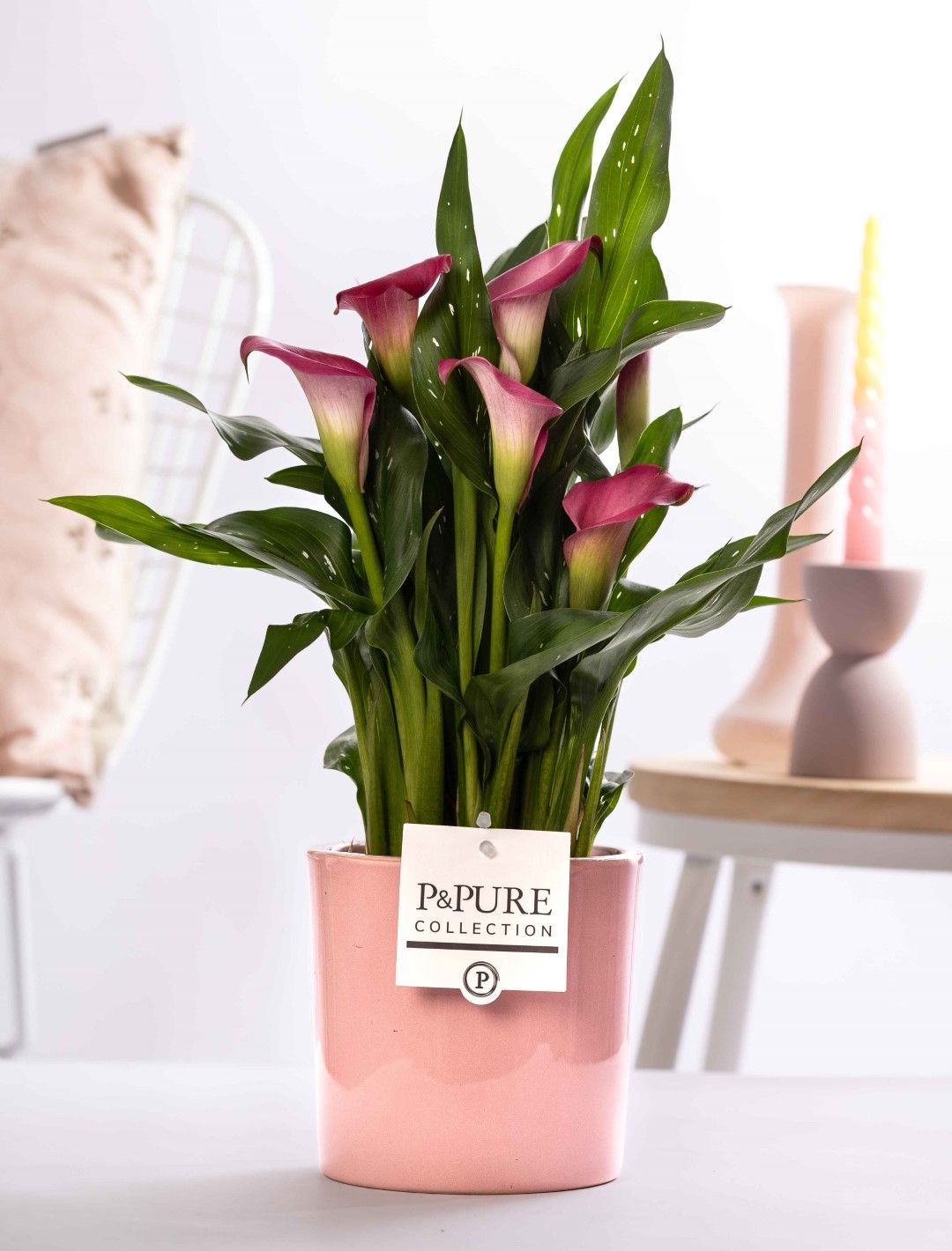 Zantedeschia pink in P&PURE Essential ceramics pink, D 12
