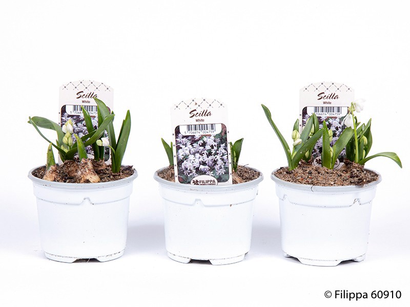 SCILLA SIBERICA, D 9