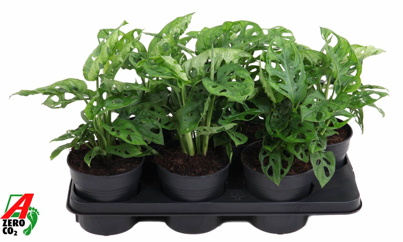 Monstera Adonsonii 4pp, D 15