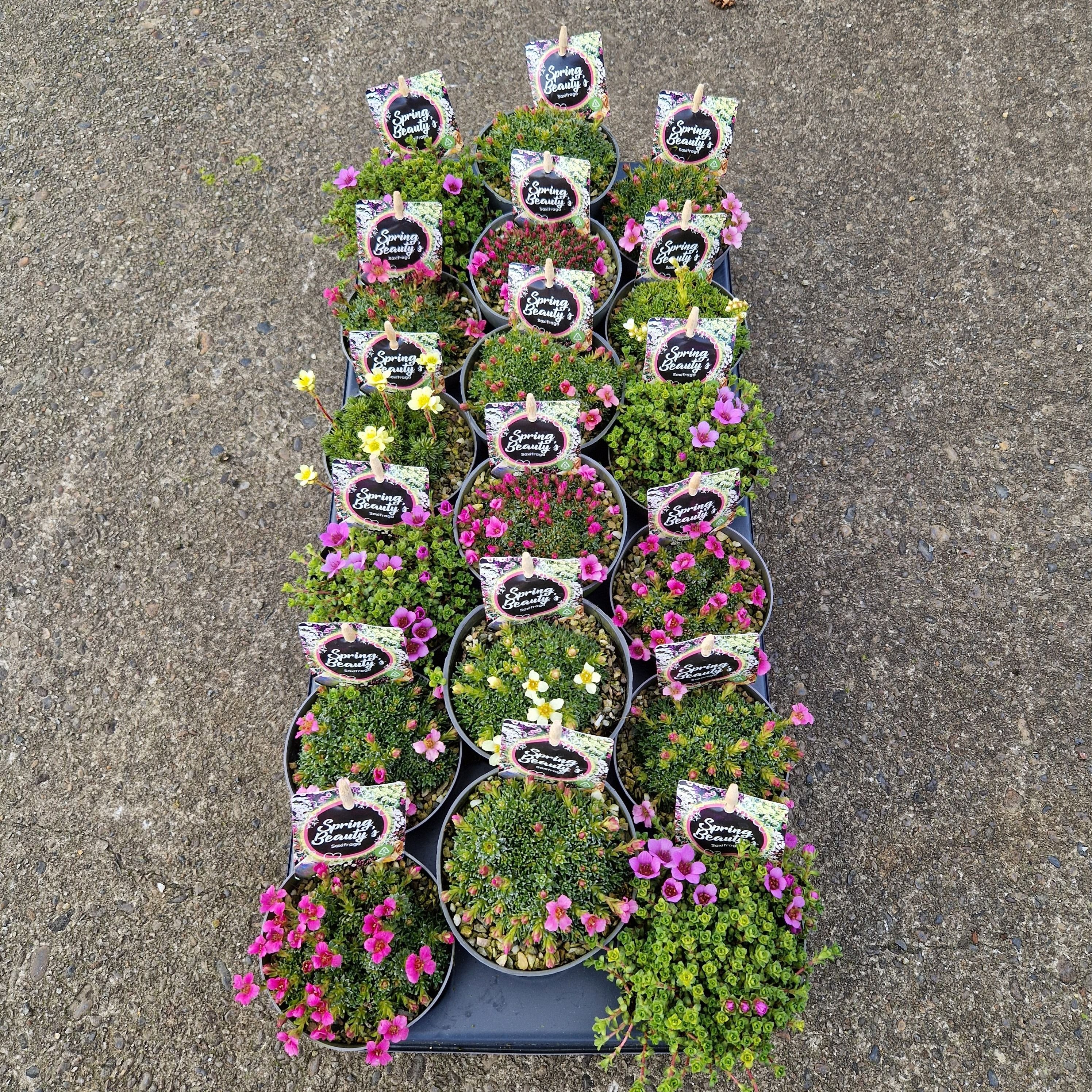 Saxifraga kabschia Spring Beauty Pot 9,5, Mix per Tray, D 9,5