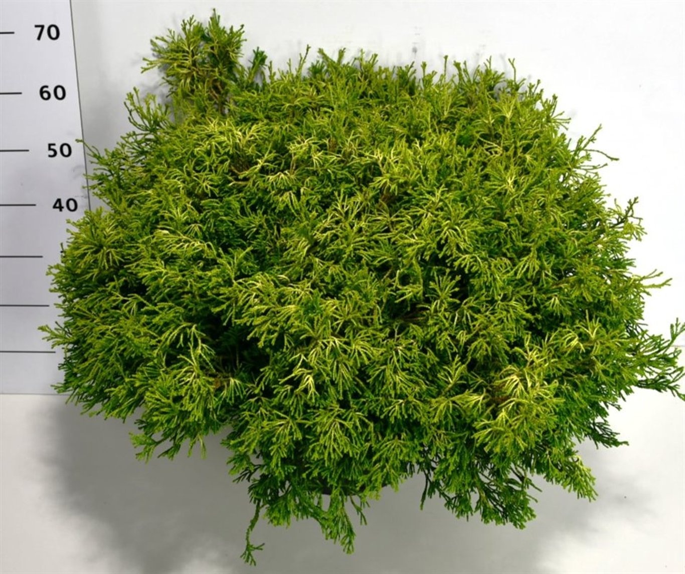 Chamaecyparis o. 'Gitte', D 38