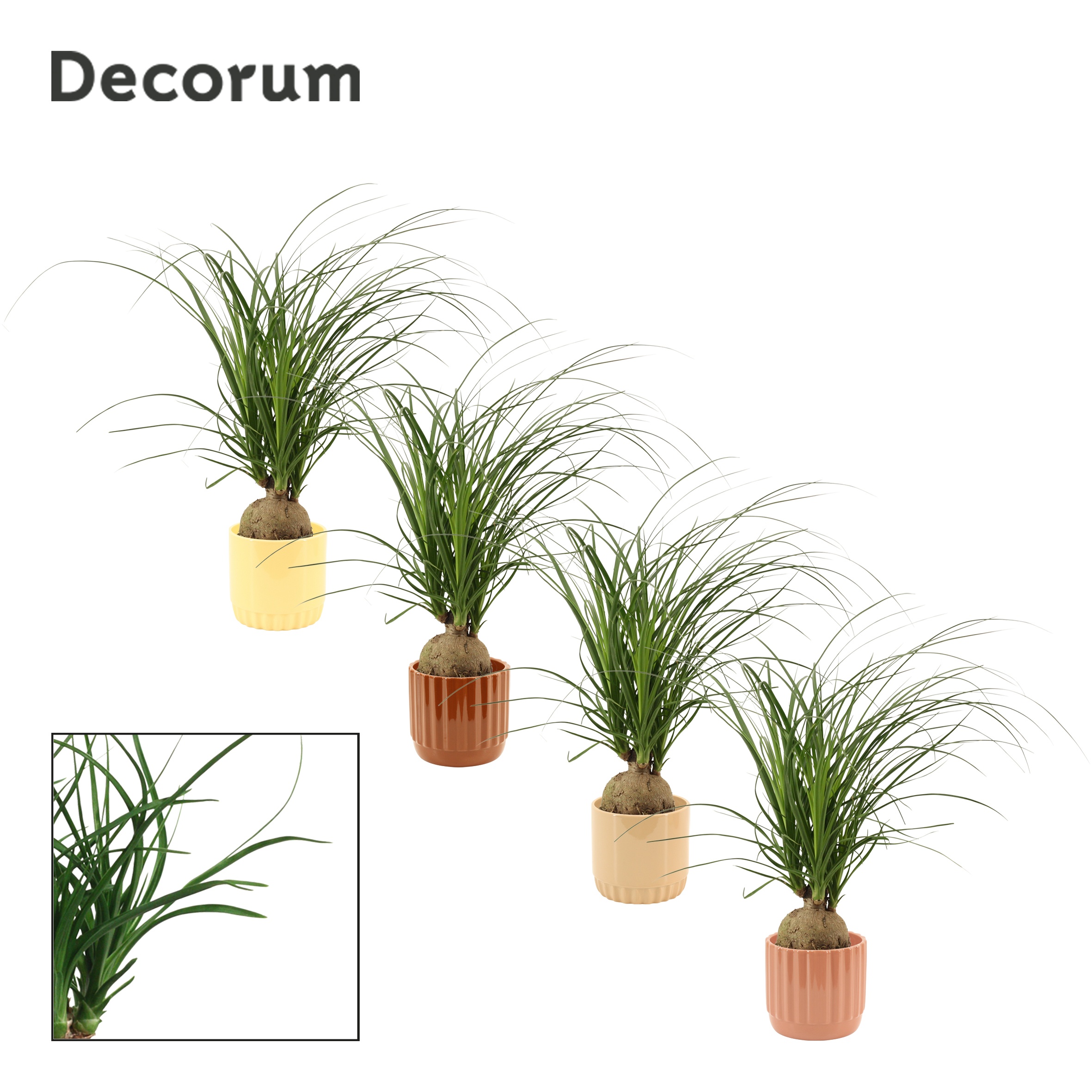 Beaucarnea Bol 12 cm in Liam (Coffee blend-collection), D 12