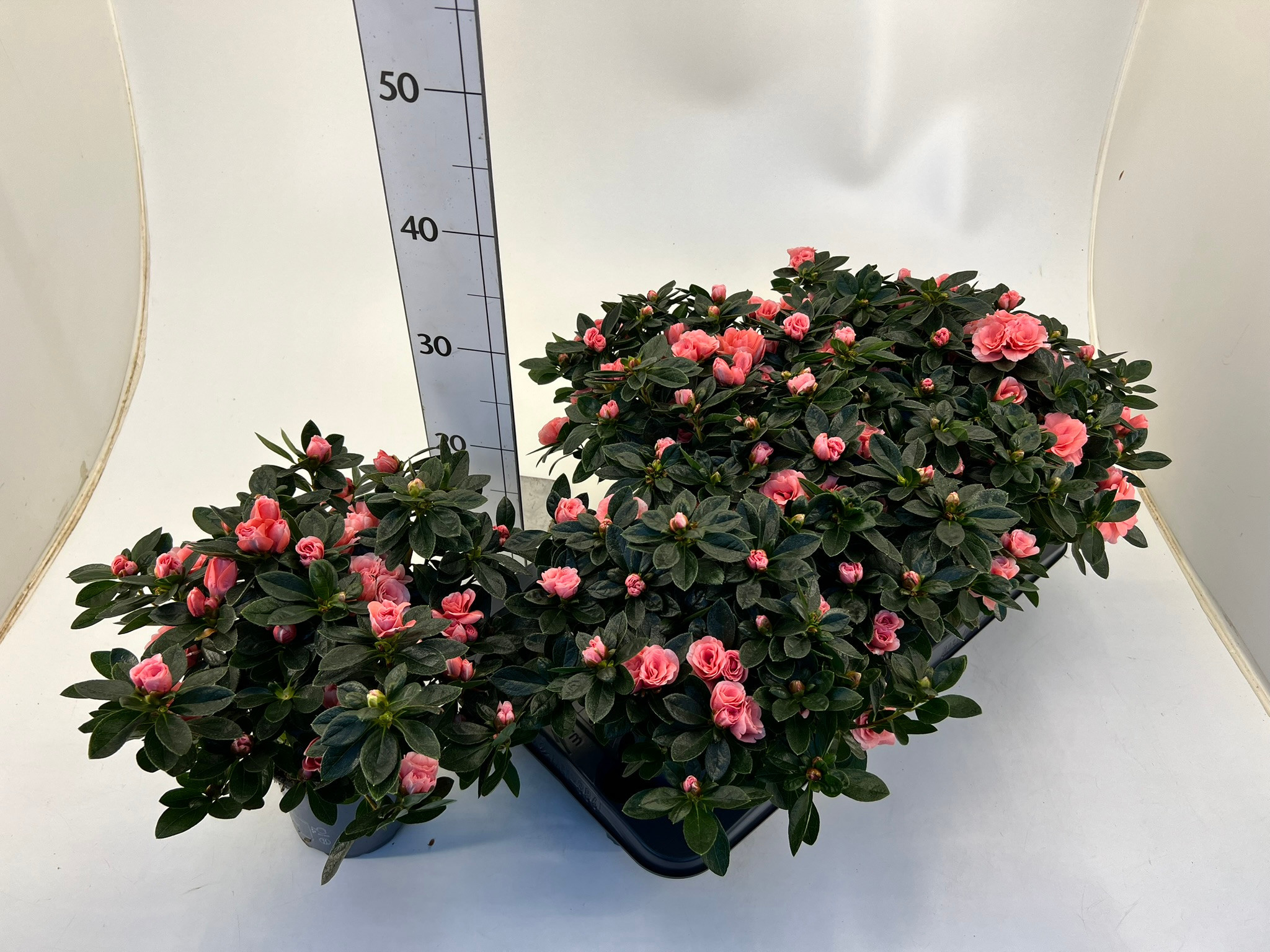 Rhododendron simsii T13 Aiko lachs, D 13