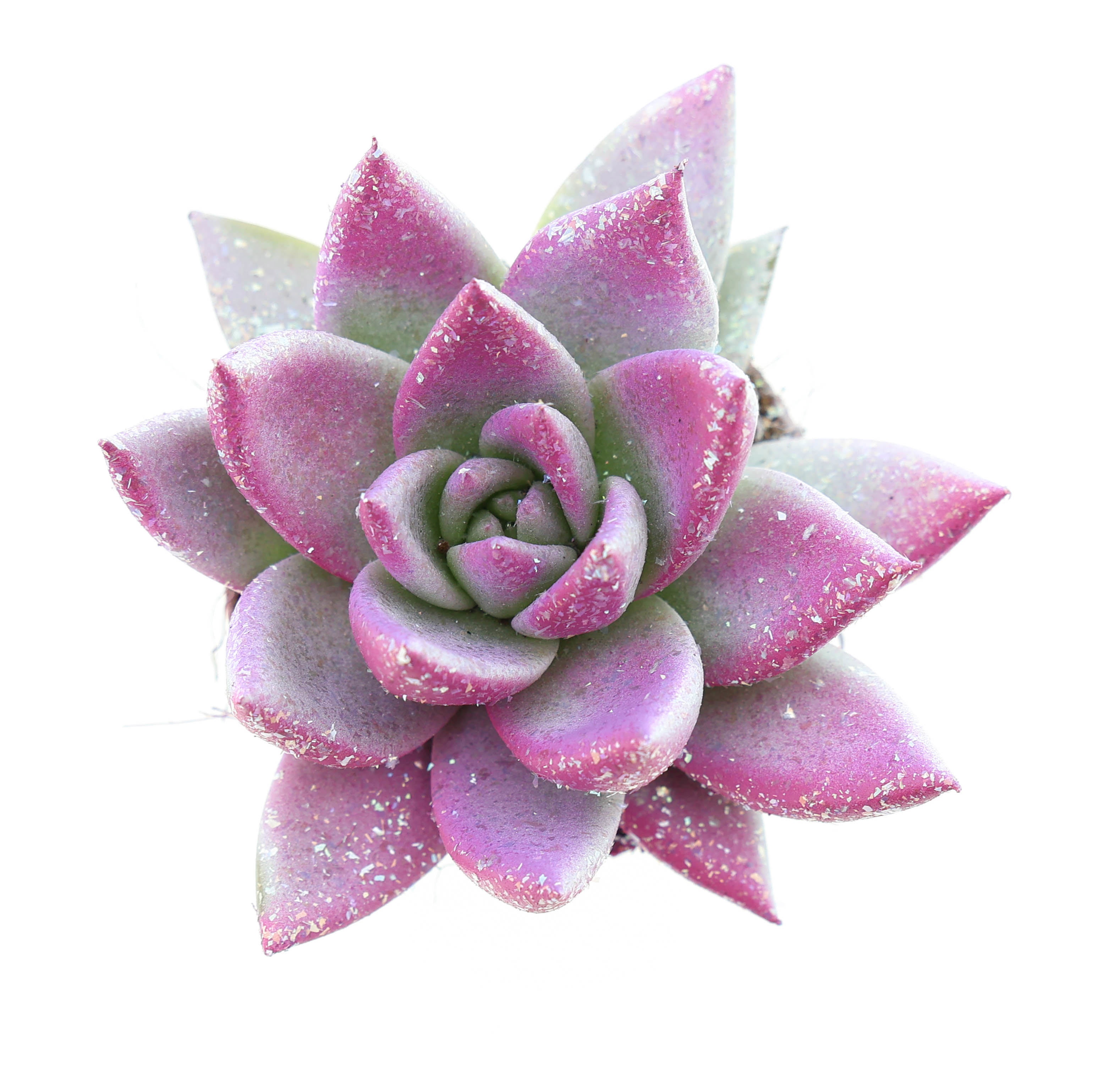 Miranda valentine multi glitter mix, D 6