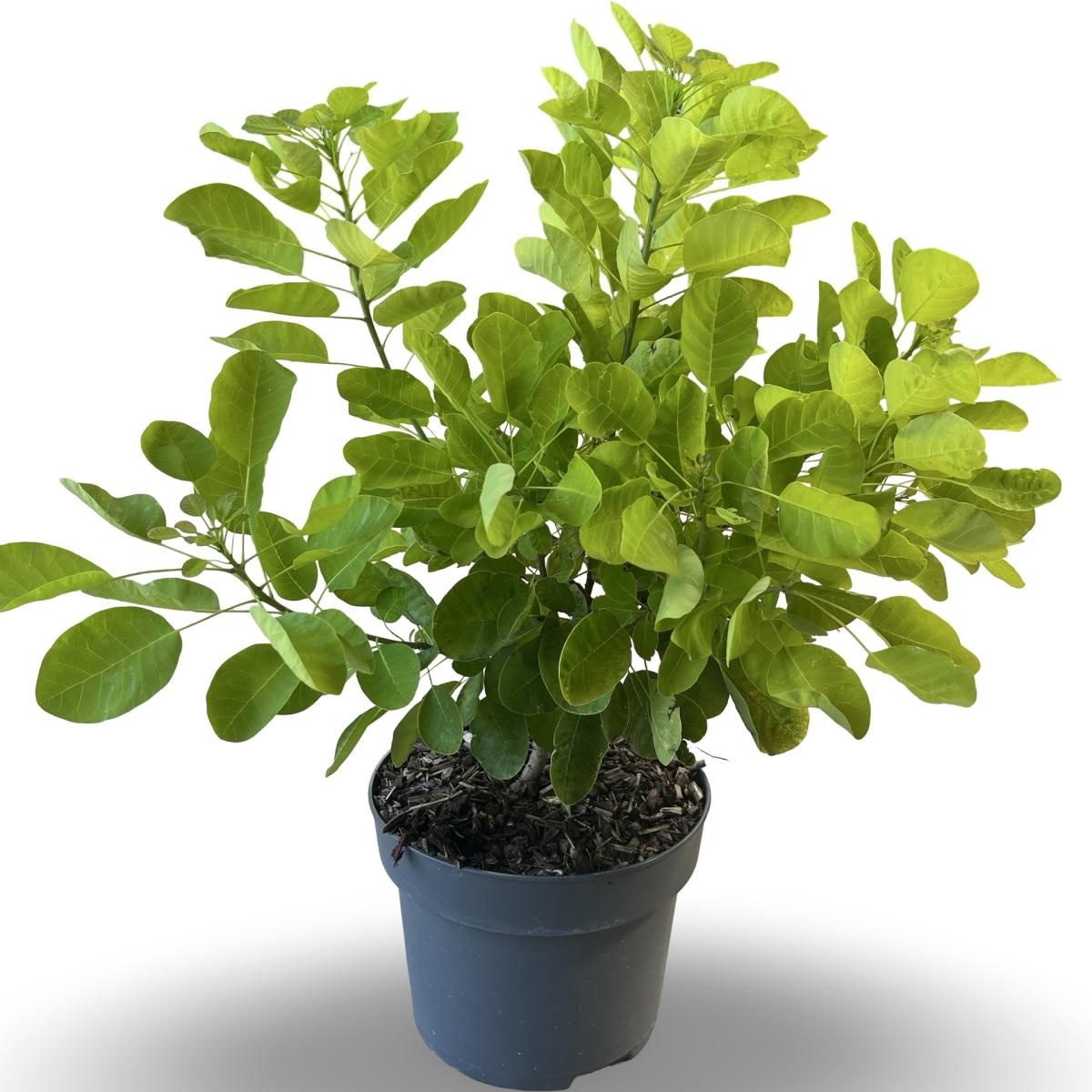 Cotinus cog. Golden Lady, D 21