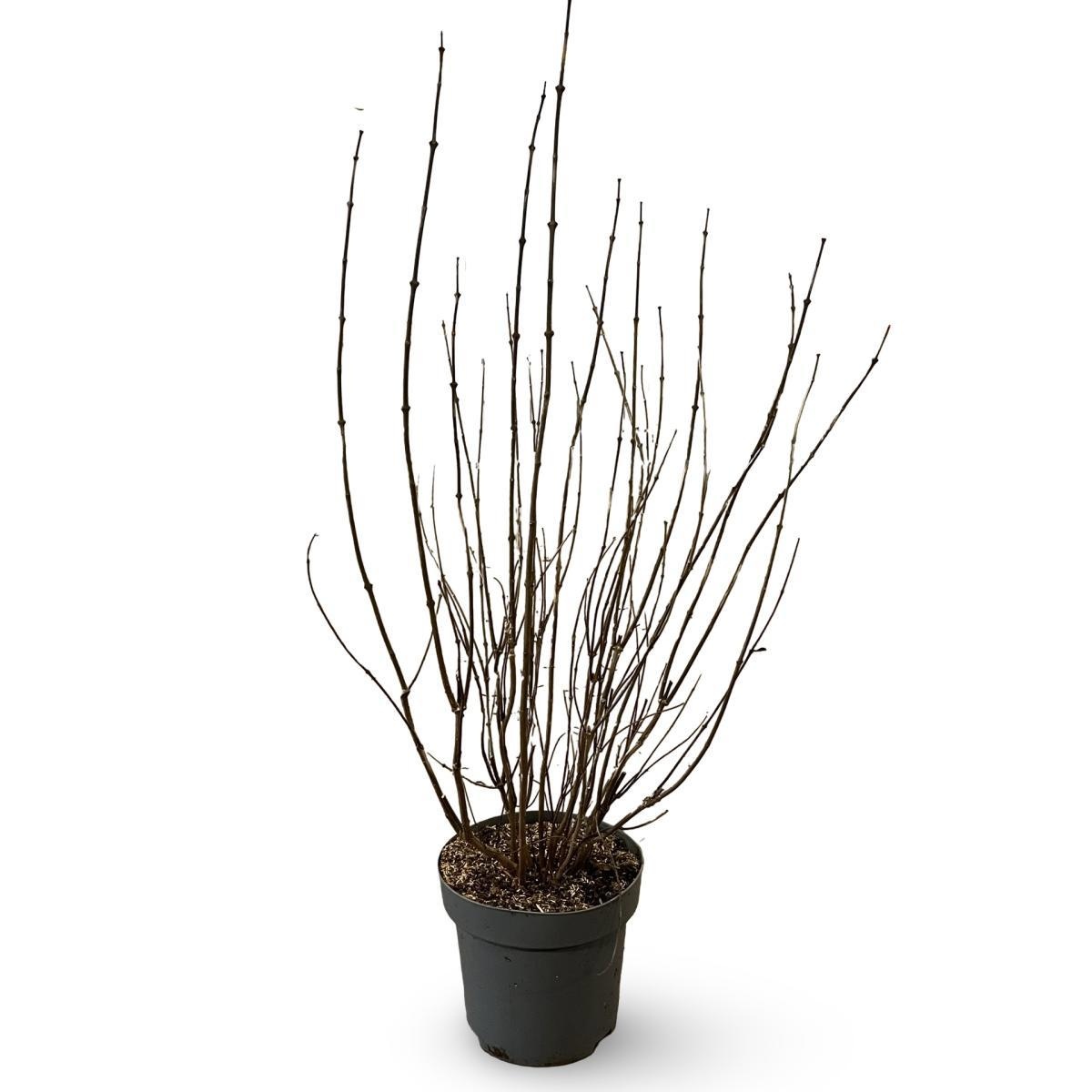 Calycanthus floridus, D 32