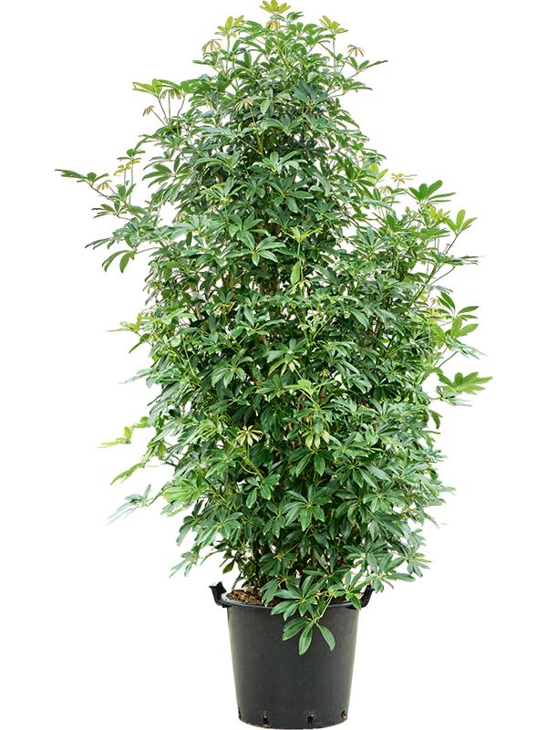 Schefflera arboricola 'Compacta' (200-220), D 48