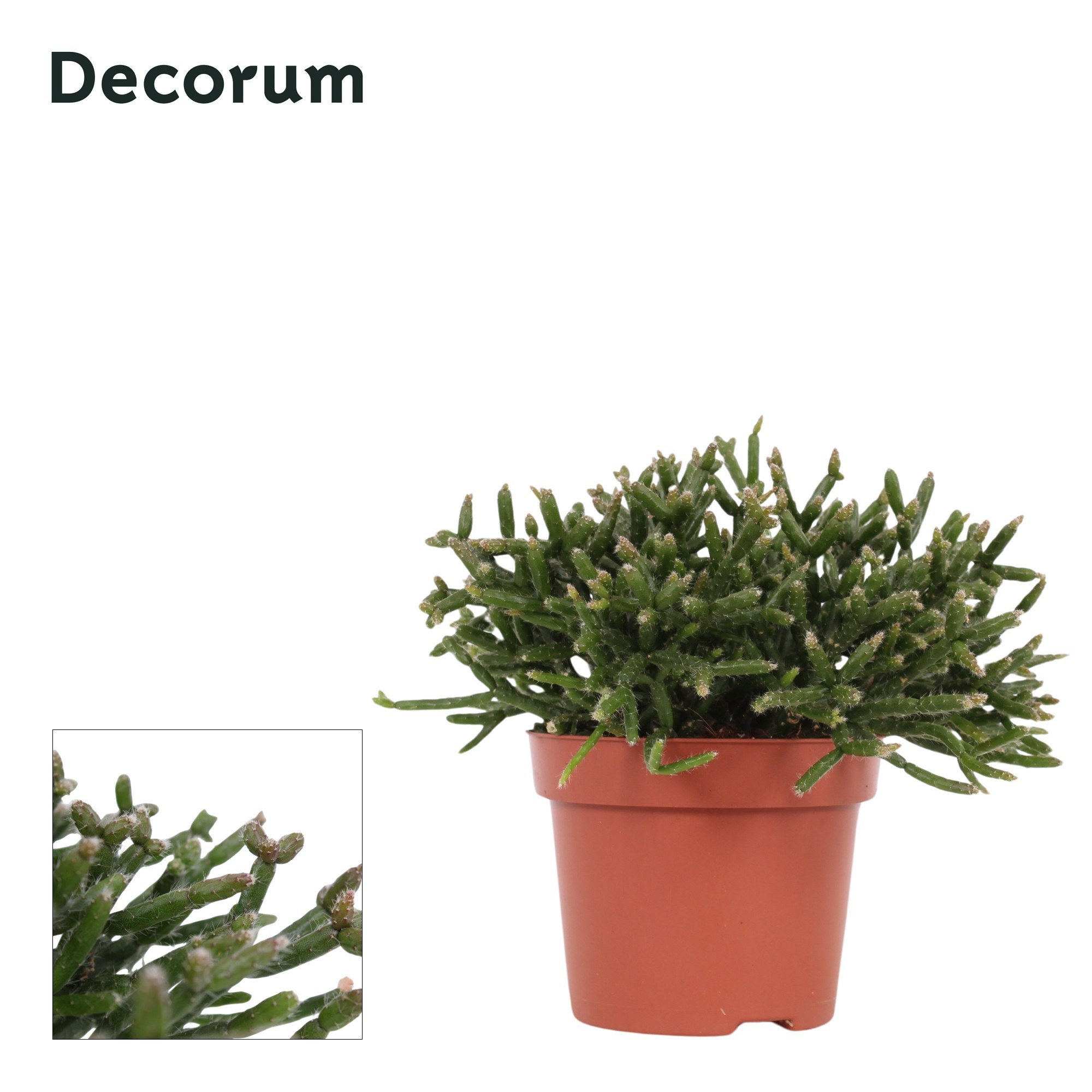 Rhipsalis Burchellii 12 cm Decorum, D 12