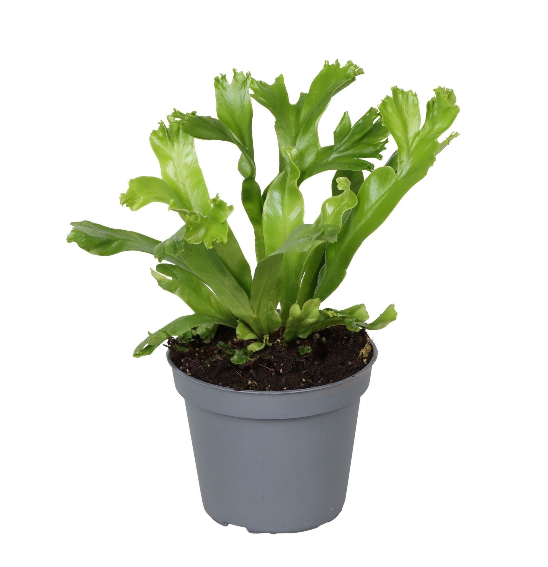 Asplenium Antiquum Leslie 6 cm, D 6