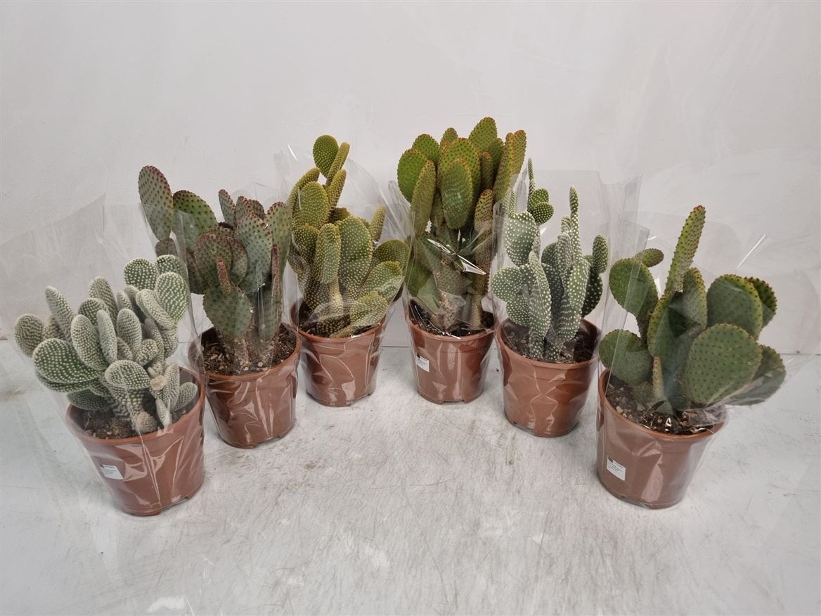 Opuntia Microdasys 2pp Mix 3 Sort - 5466, D 17