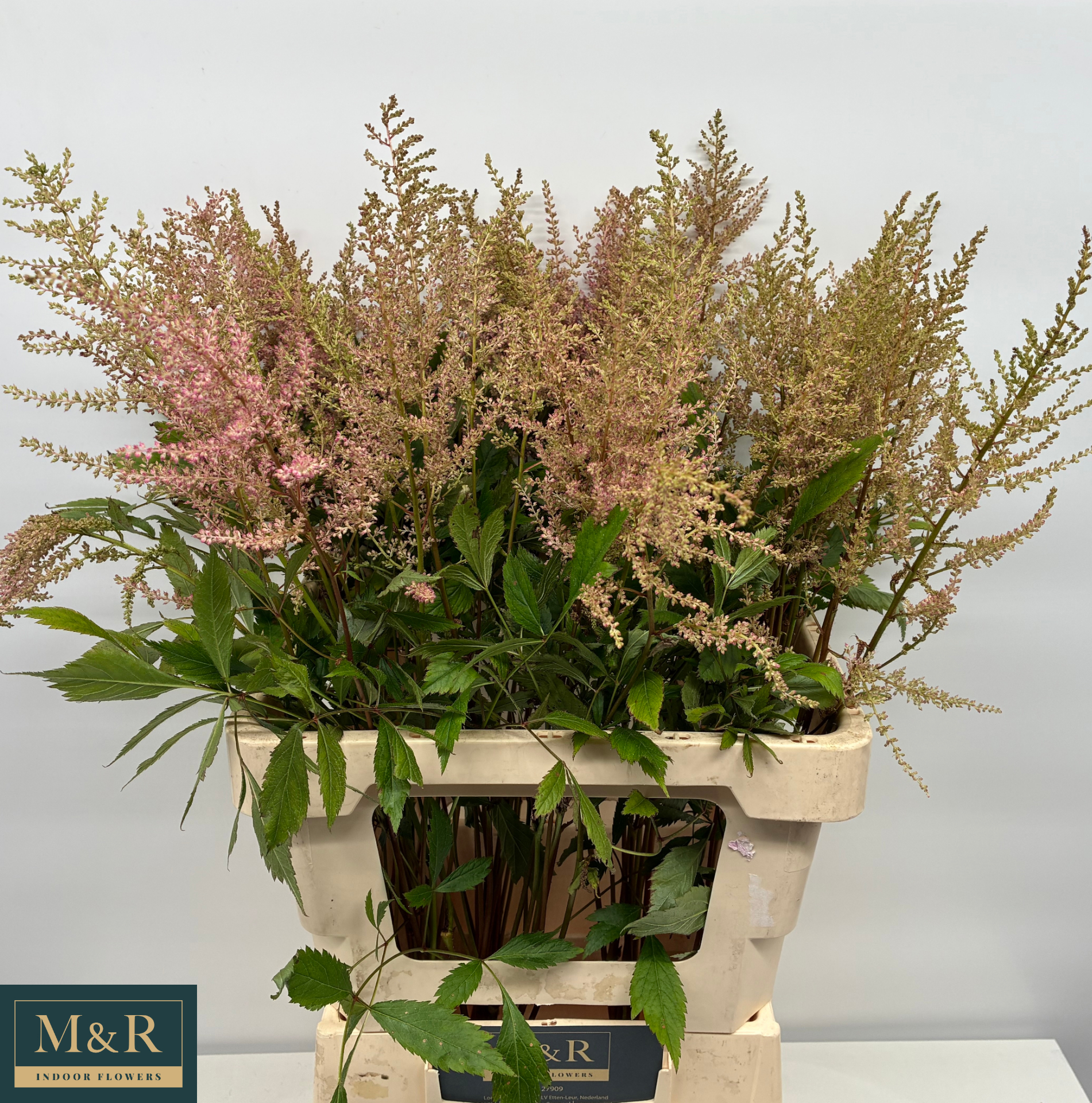 Астильба Эрика 65, шт.