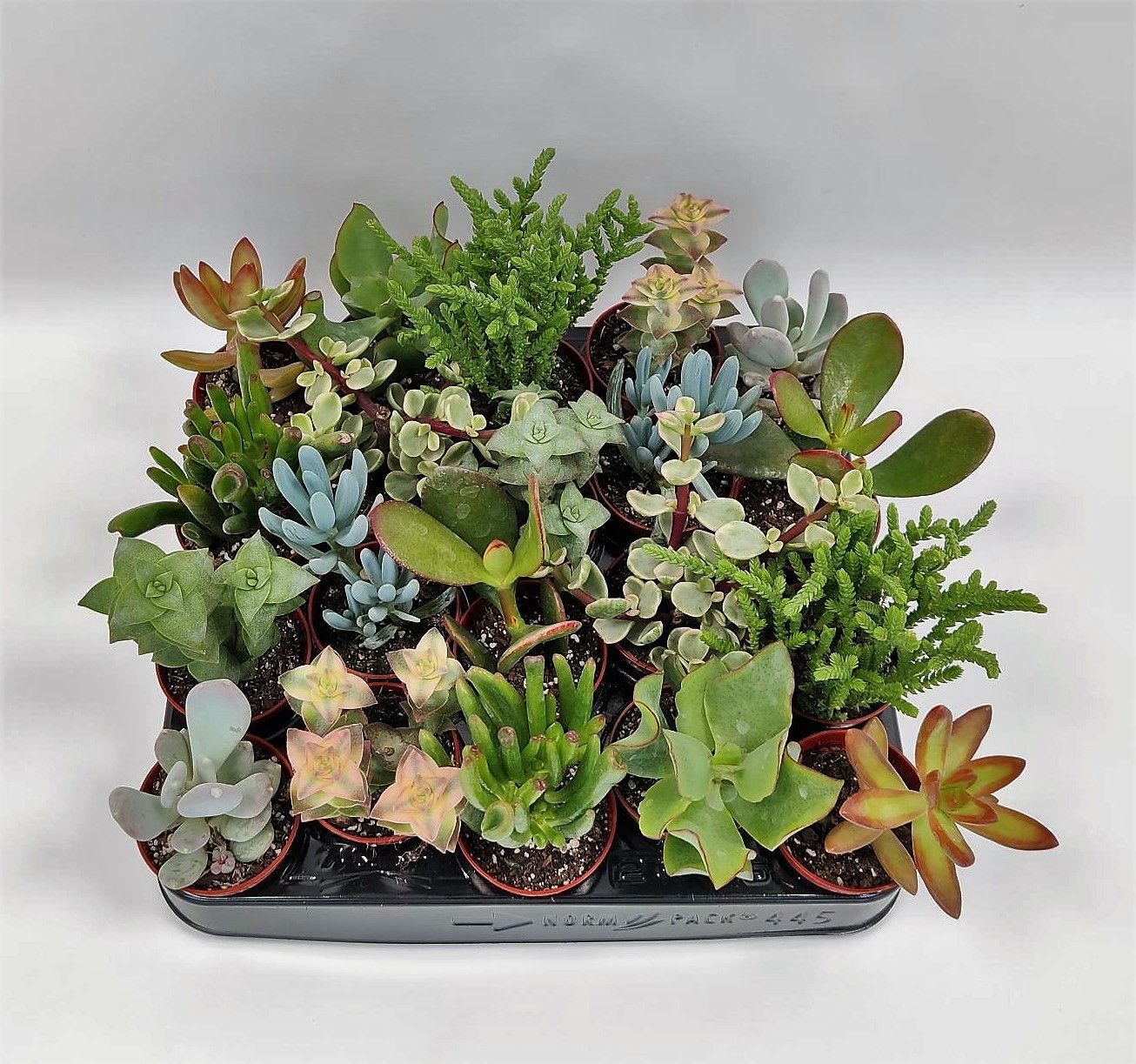 Succulent 5,5 cm mix, D 5,5
