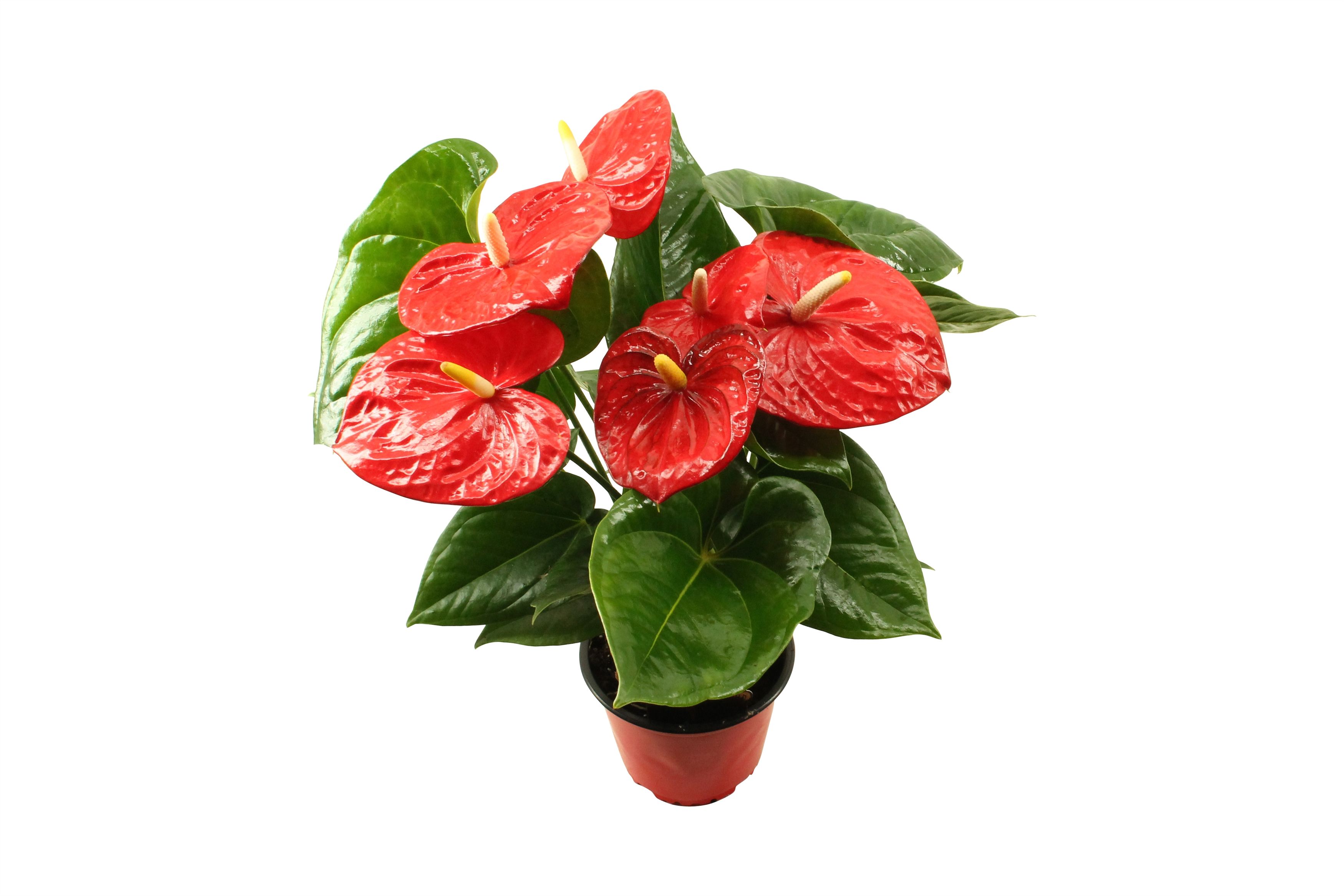 Anthurium XL.88 Aloha red 14cm, D 14